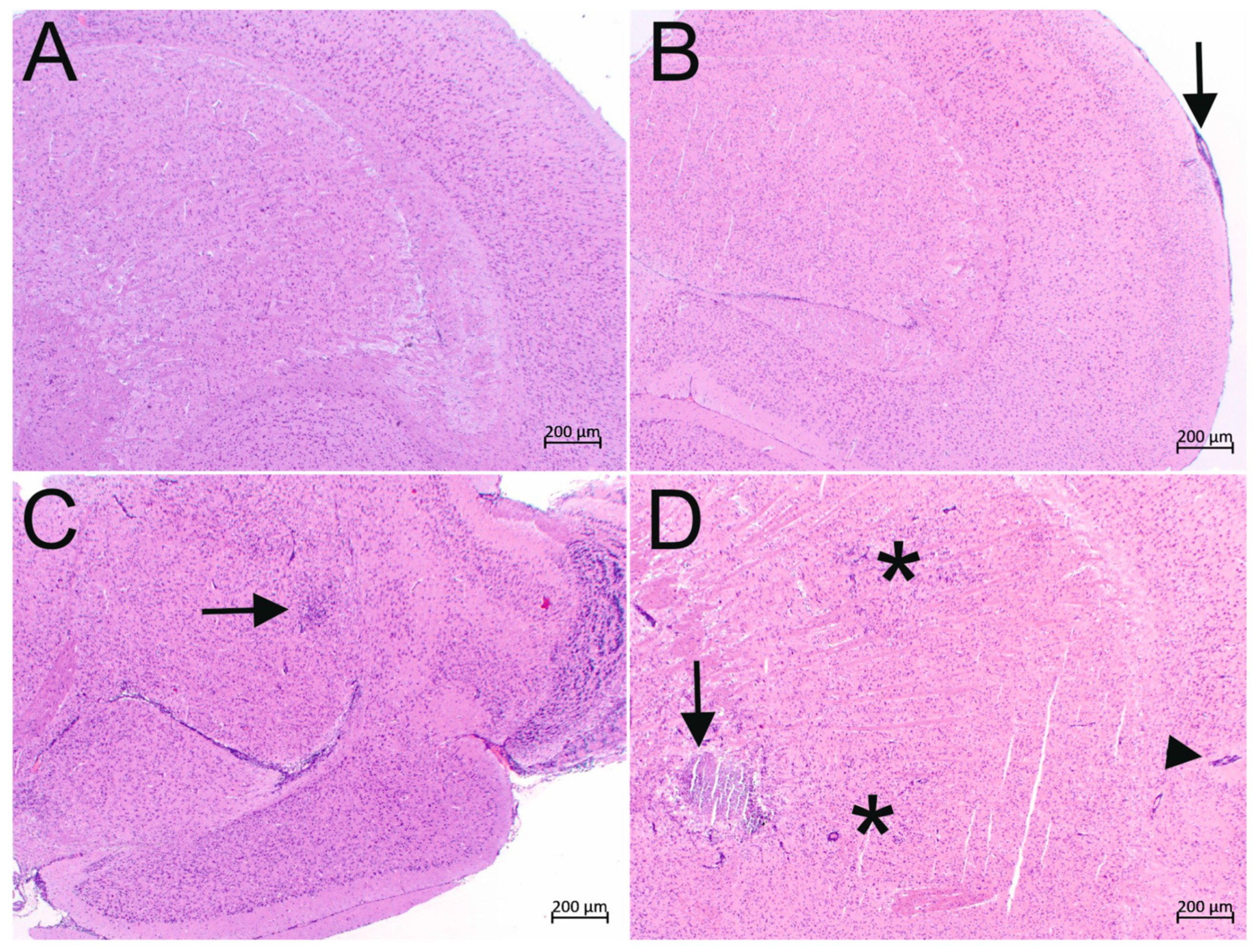 Vaccines 09 01400 g006