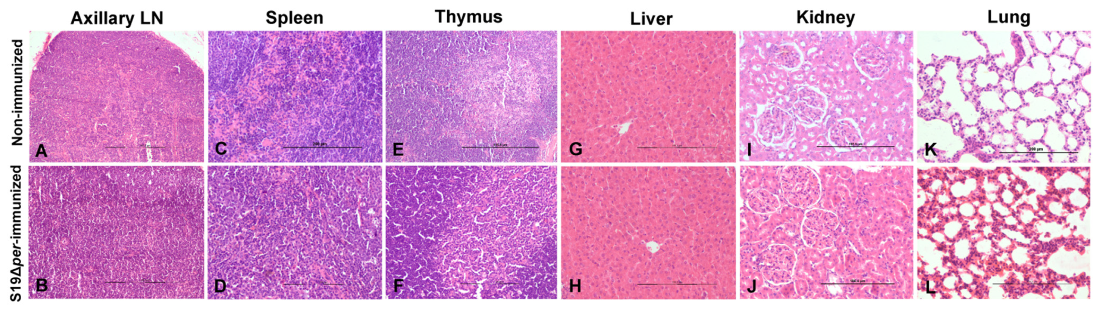 Vaccines 09 01423 g002