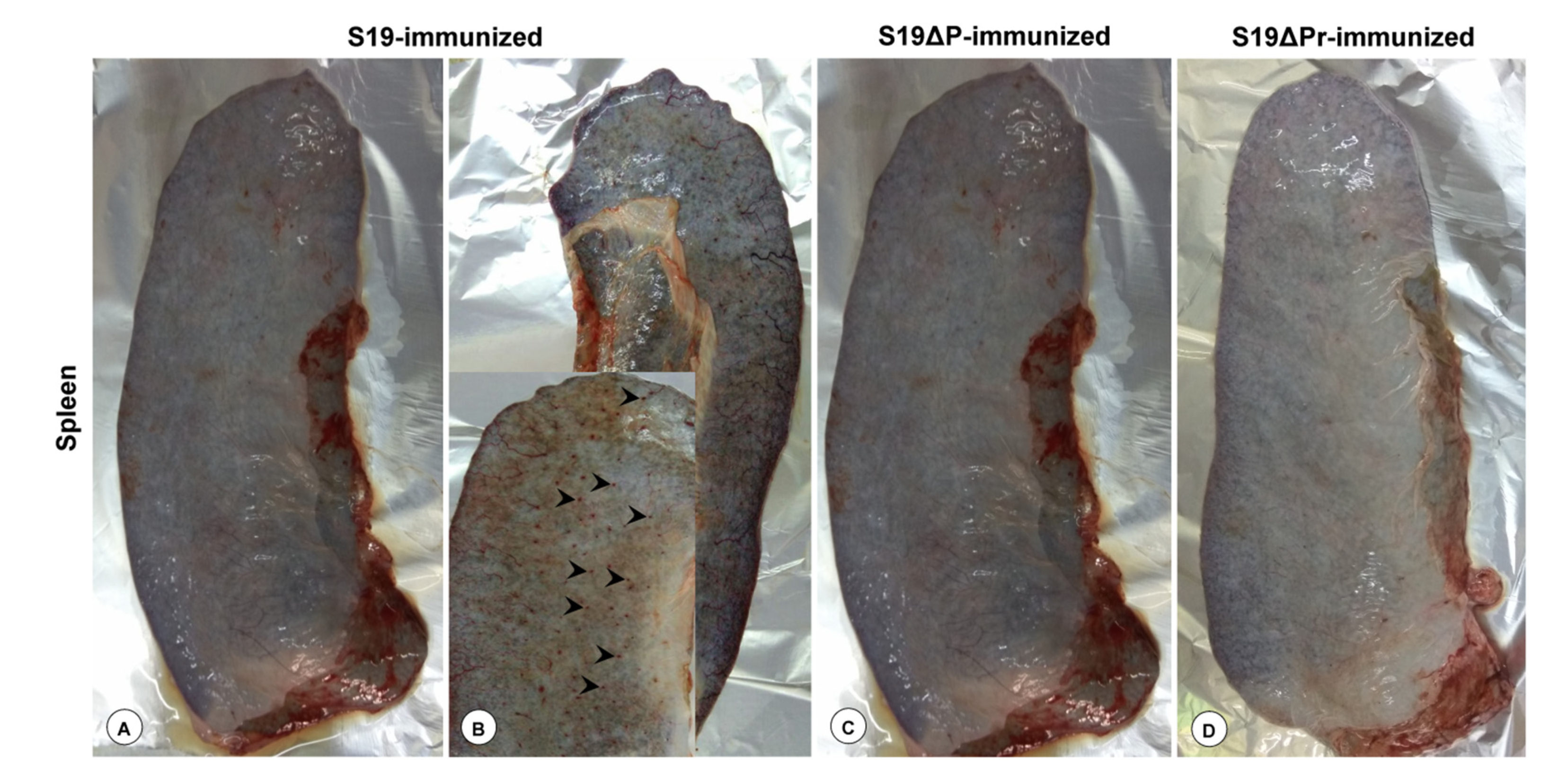 Vaccines 09 01423 g005