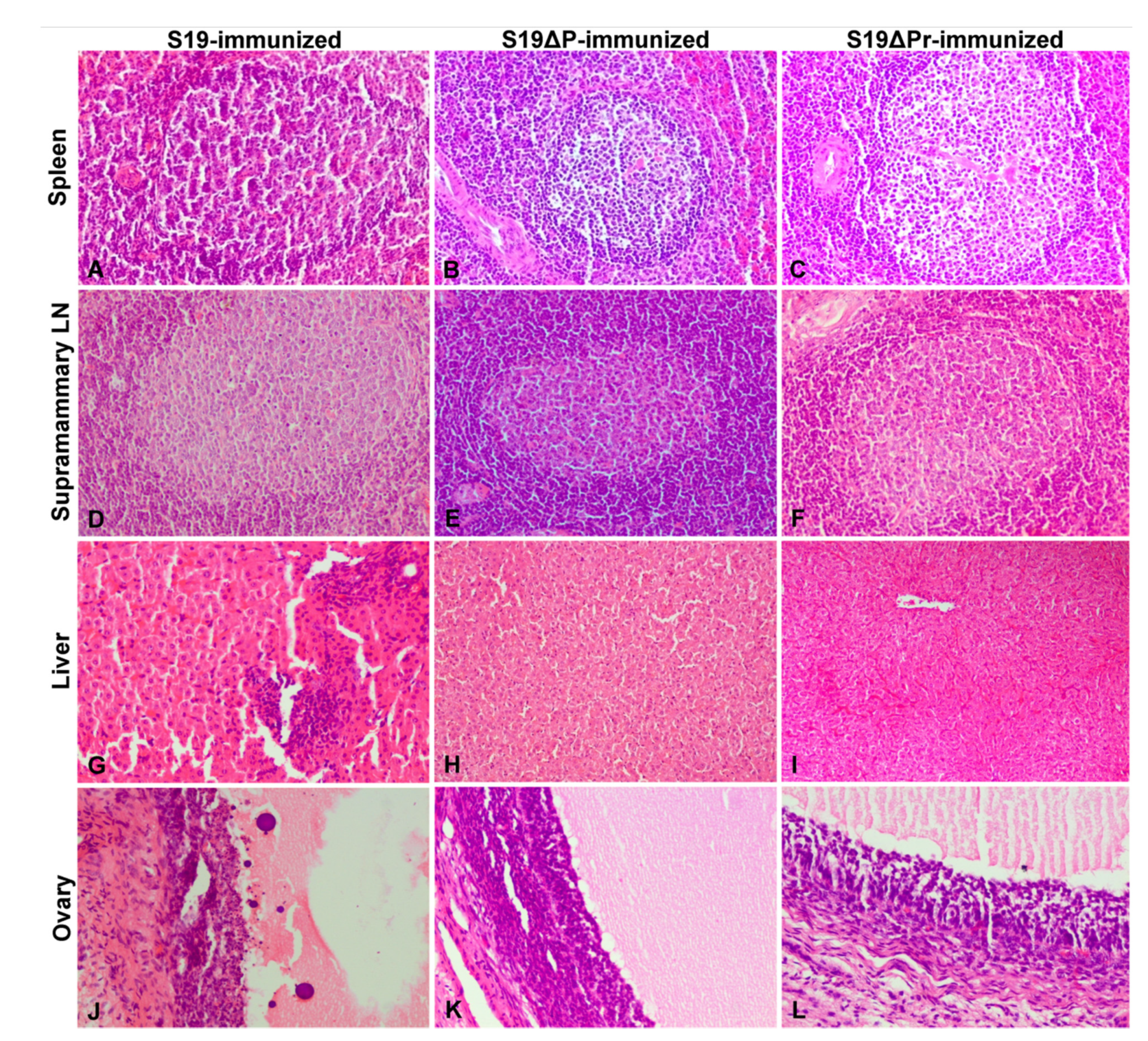 Vaccines 09 01423 g006