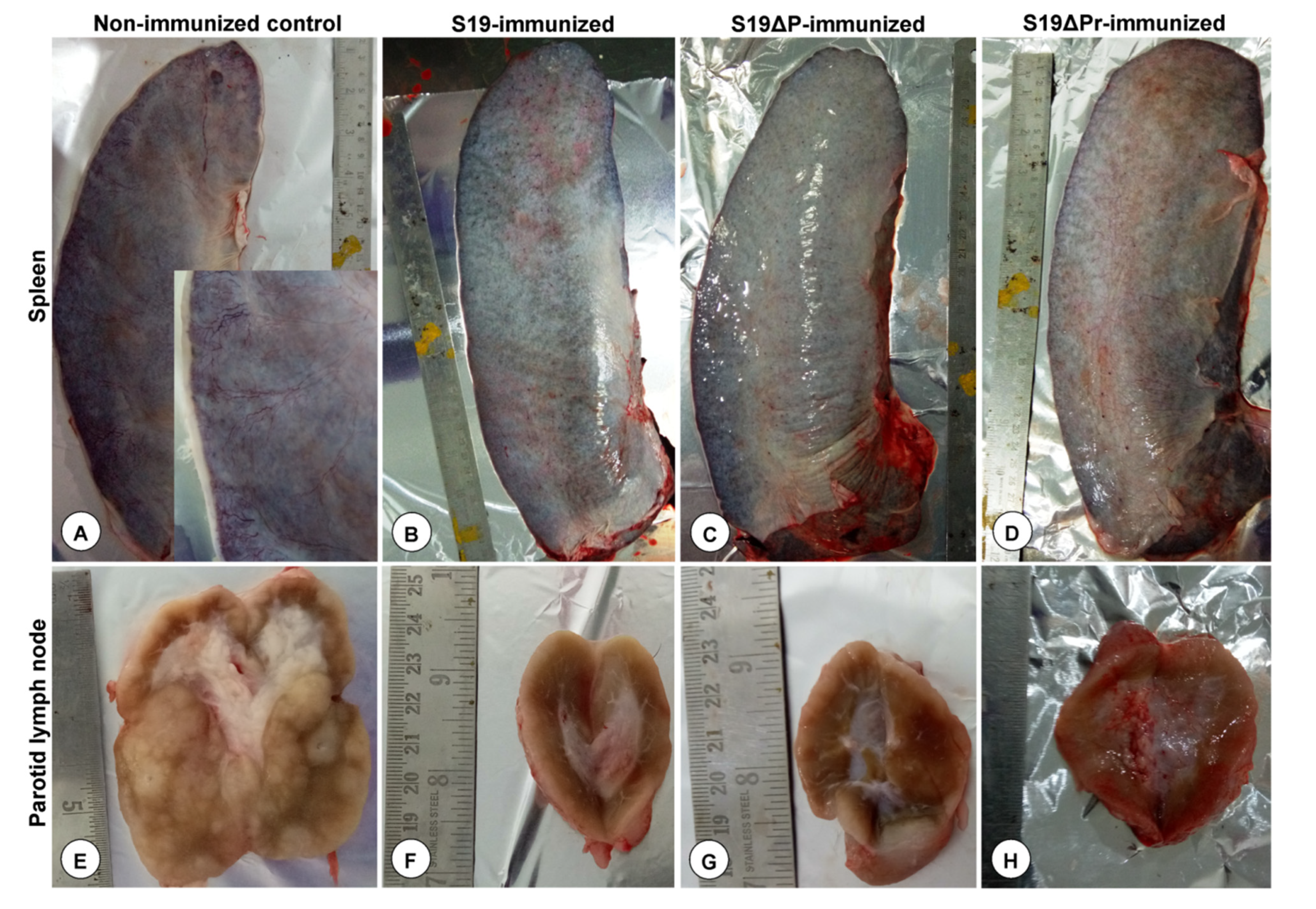 Vaccines 09 01423 g007