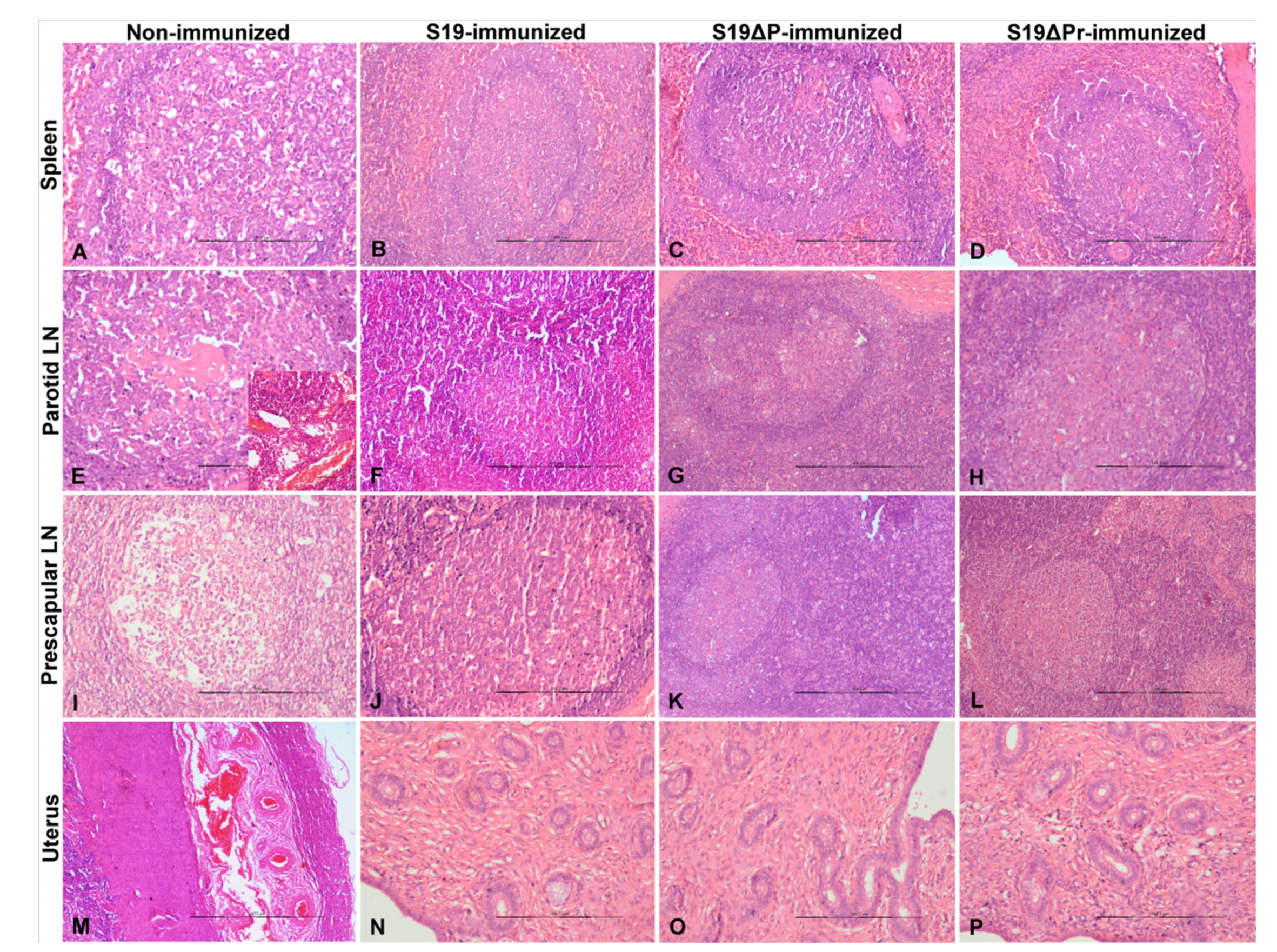 Vaccines 09 01423 g009