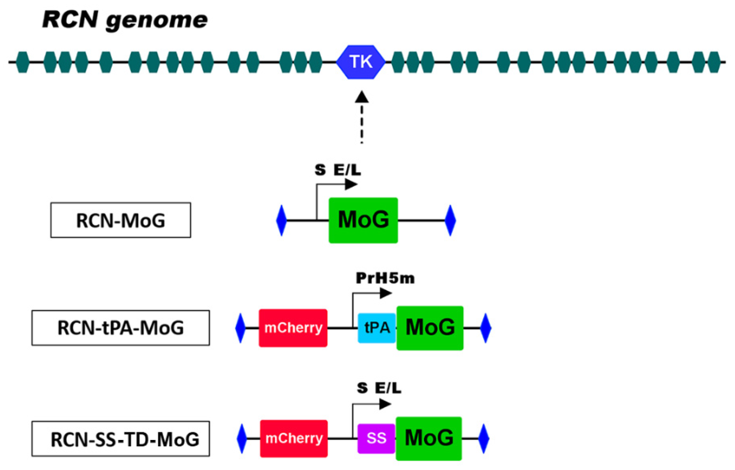 Vaccines 09 01436 g001