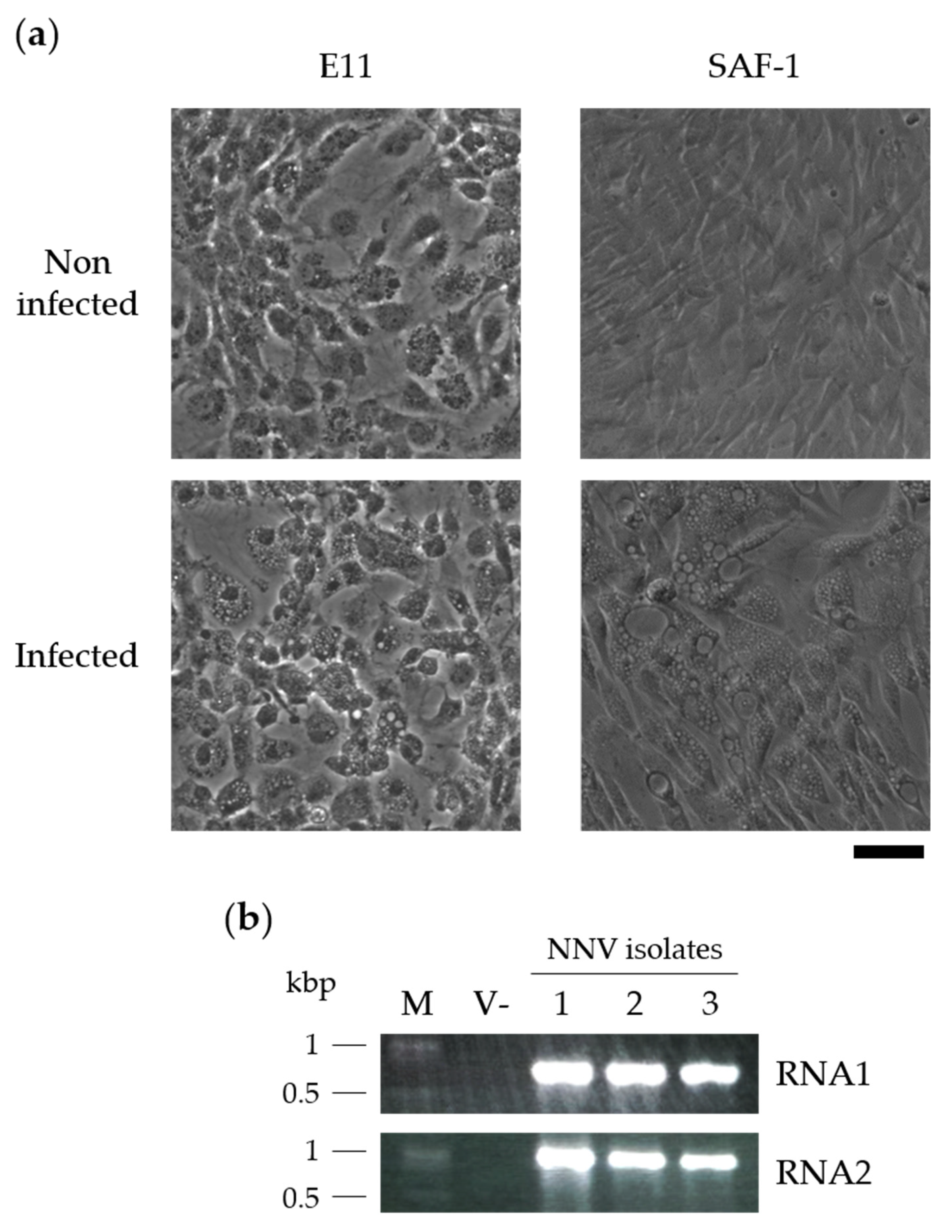 Vaccines 09 01441 g001