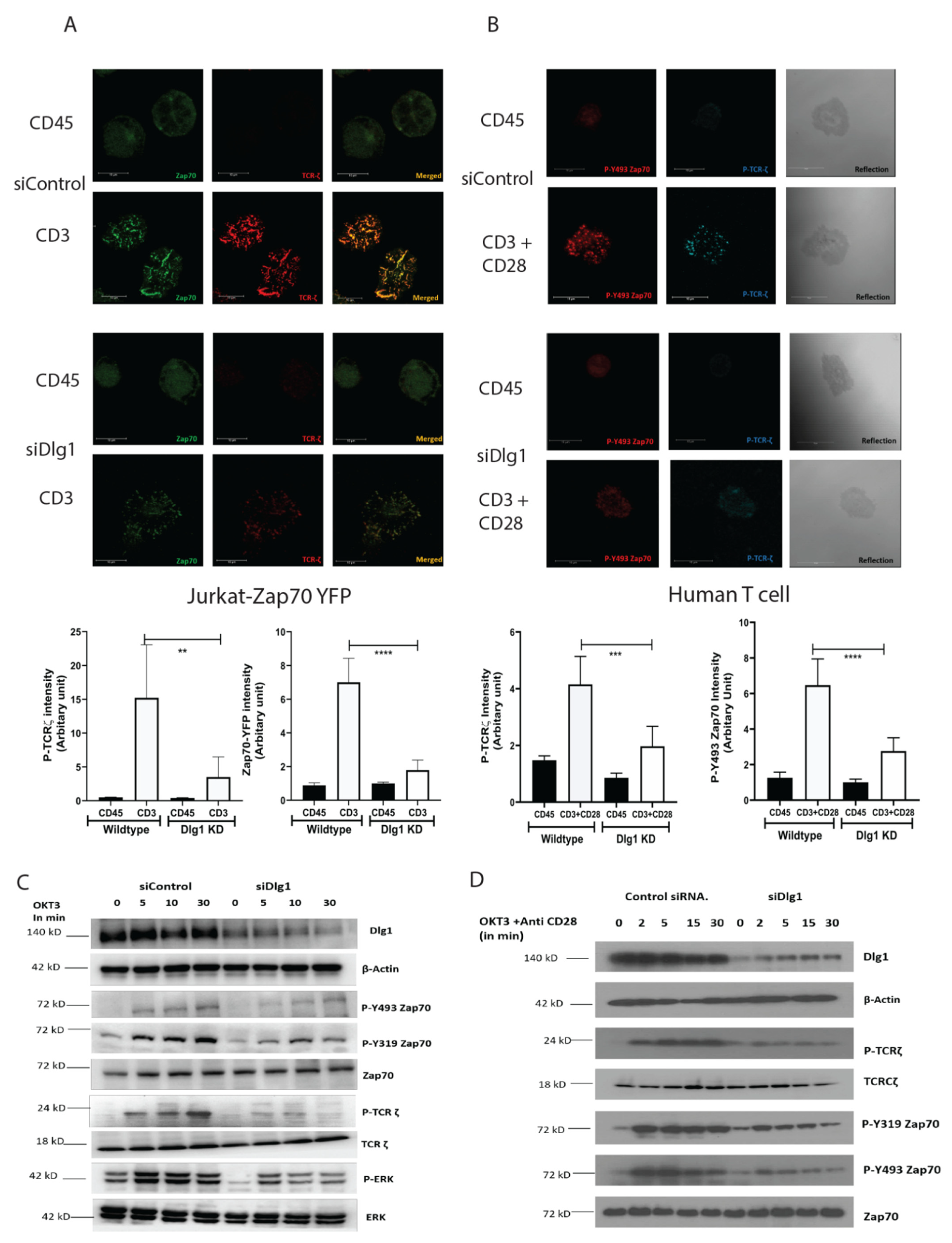 Vaccines 09 01446 g001 550