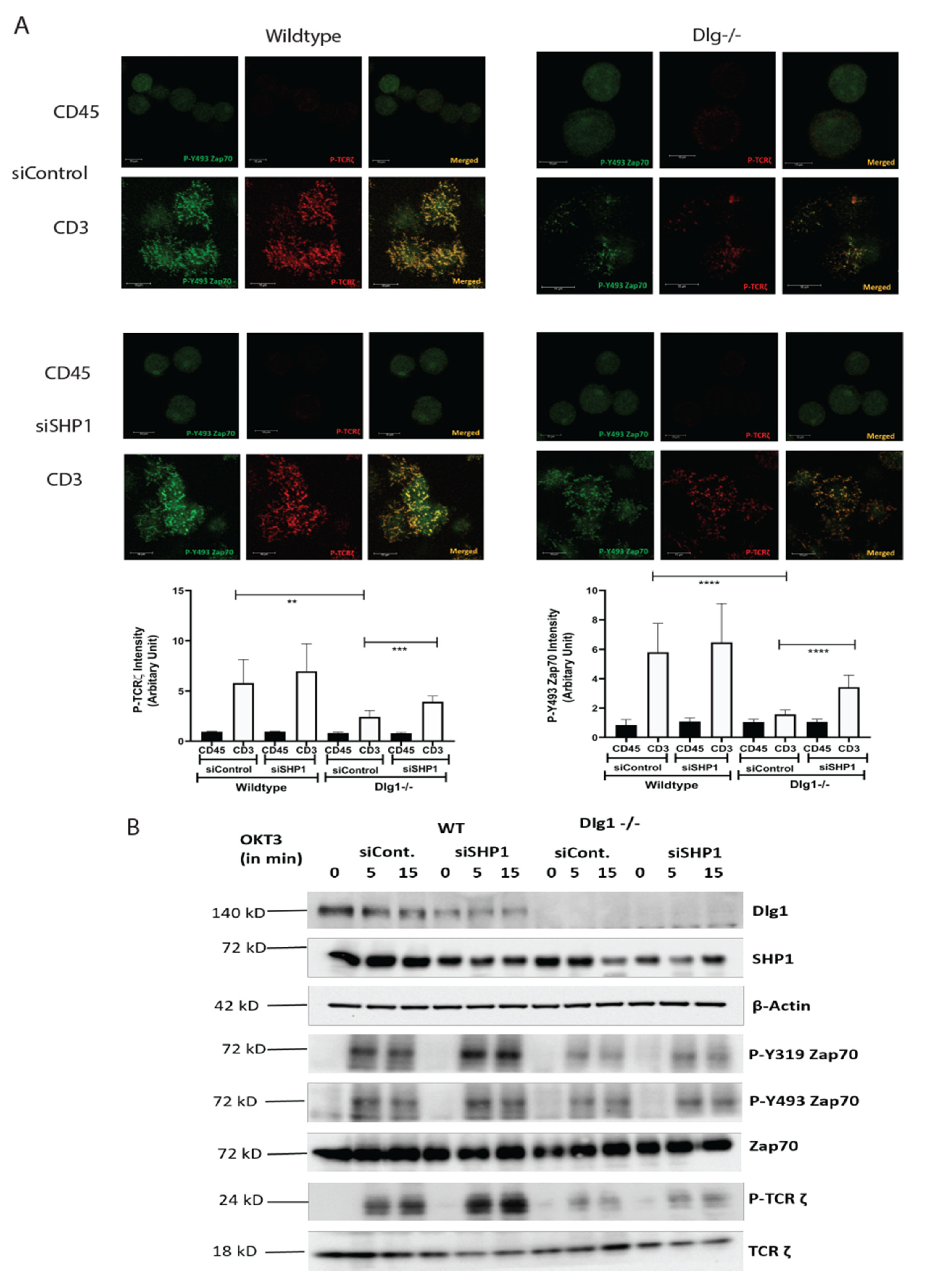 Vaccines 09 01446 g004 550