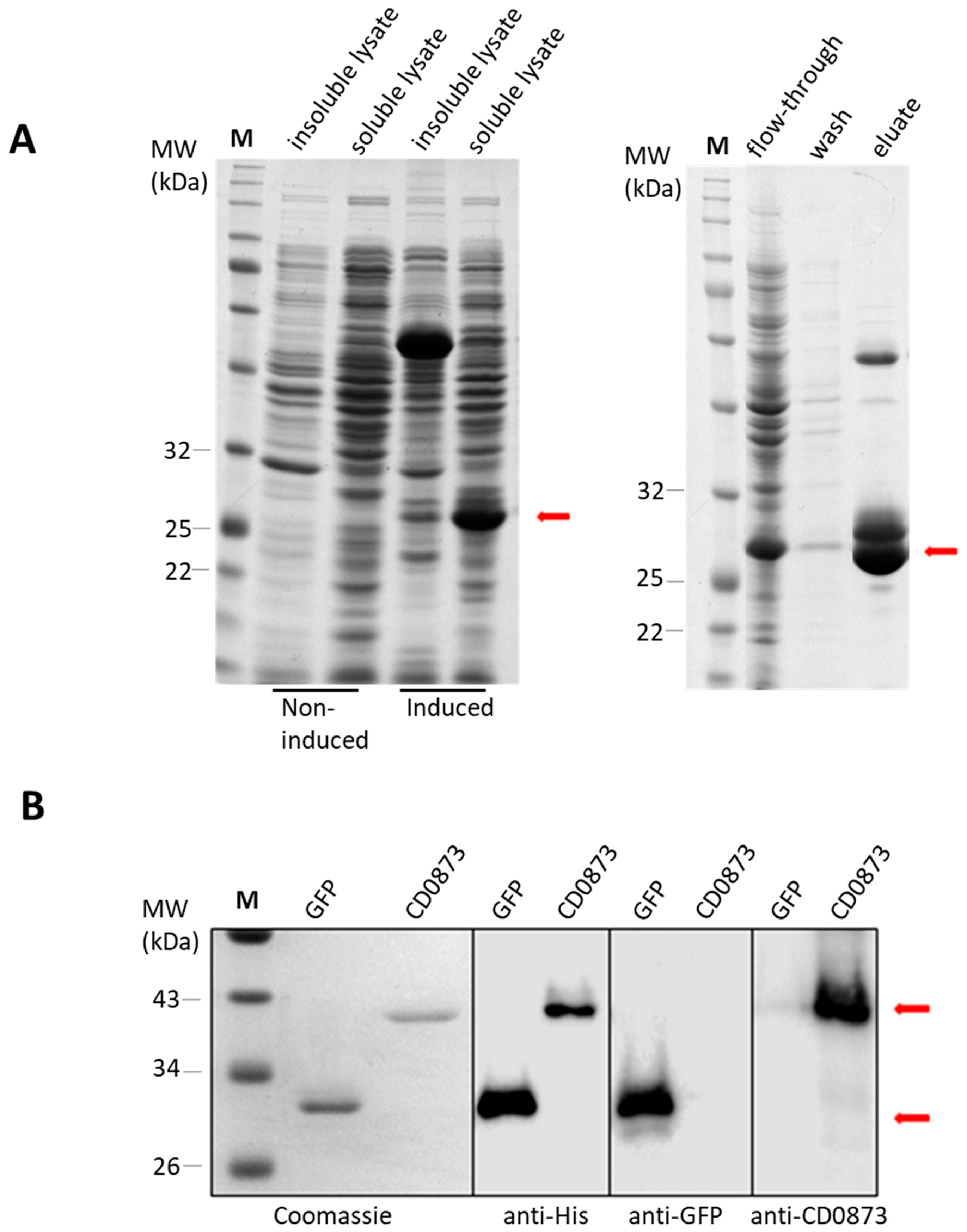 Vaccines 09 01453 g002