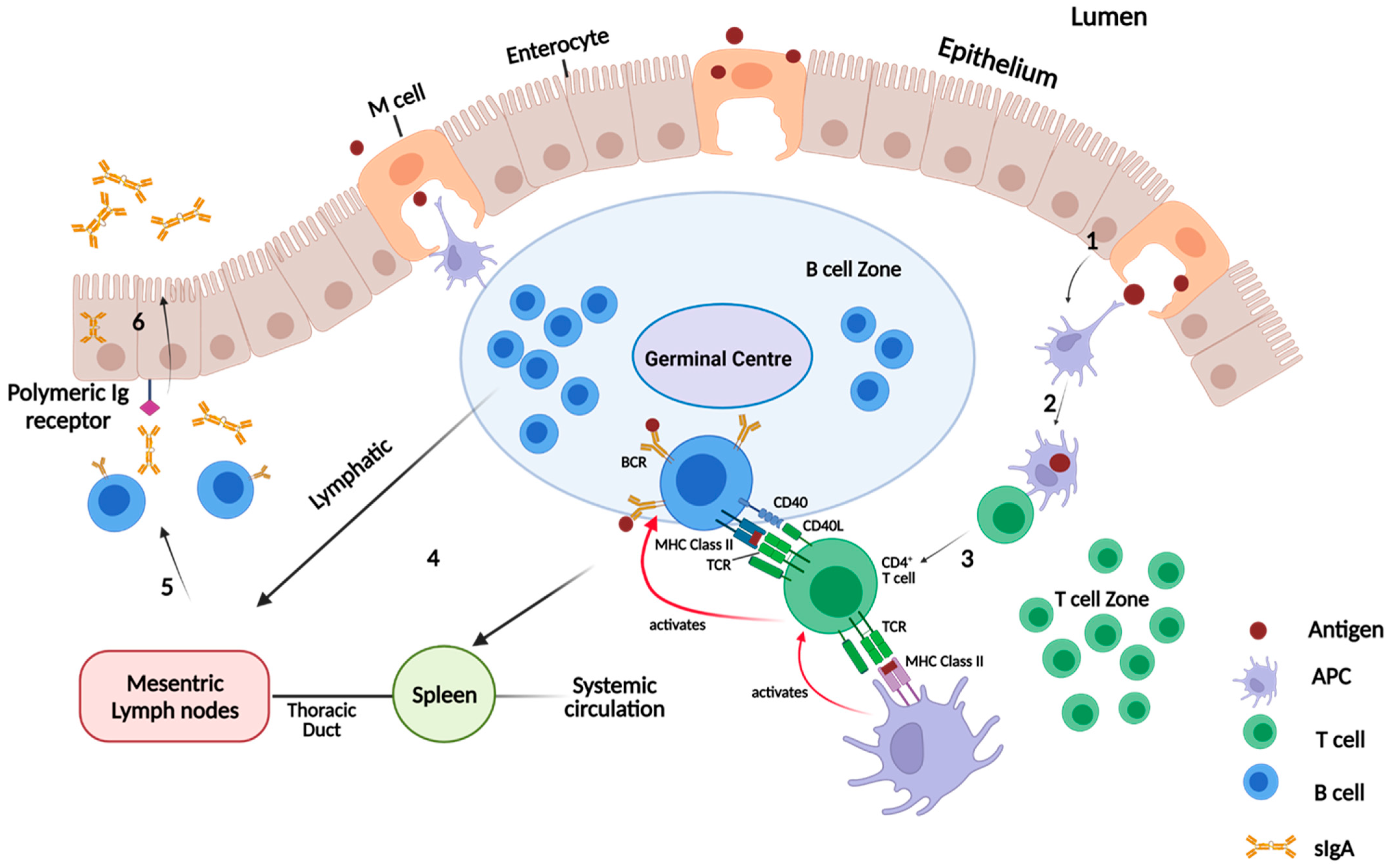Vaccines 09 01453 g007
