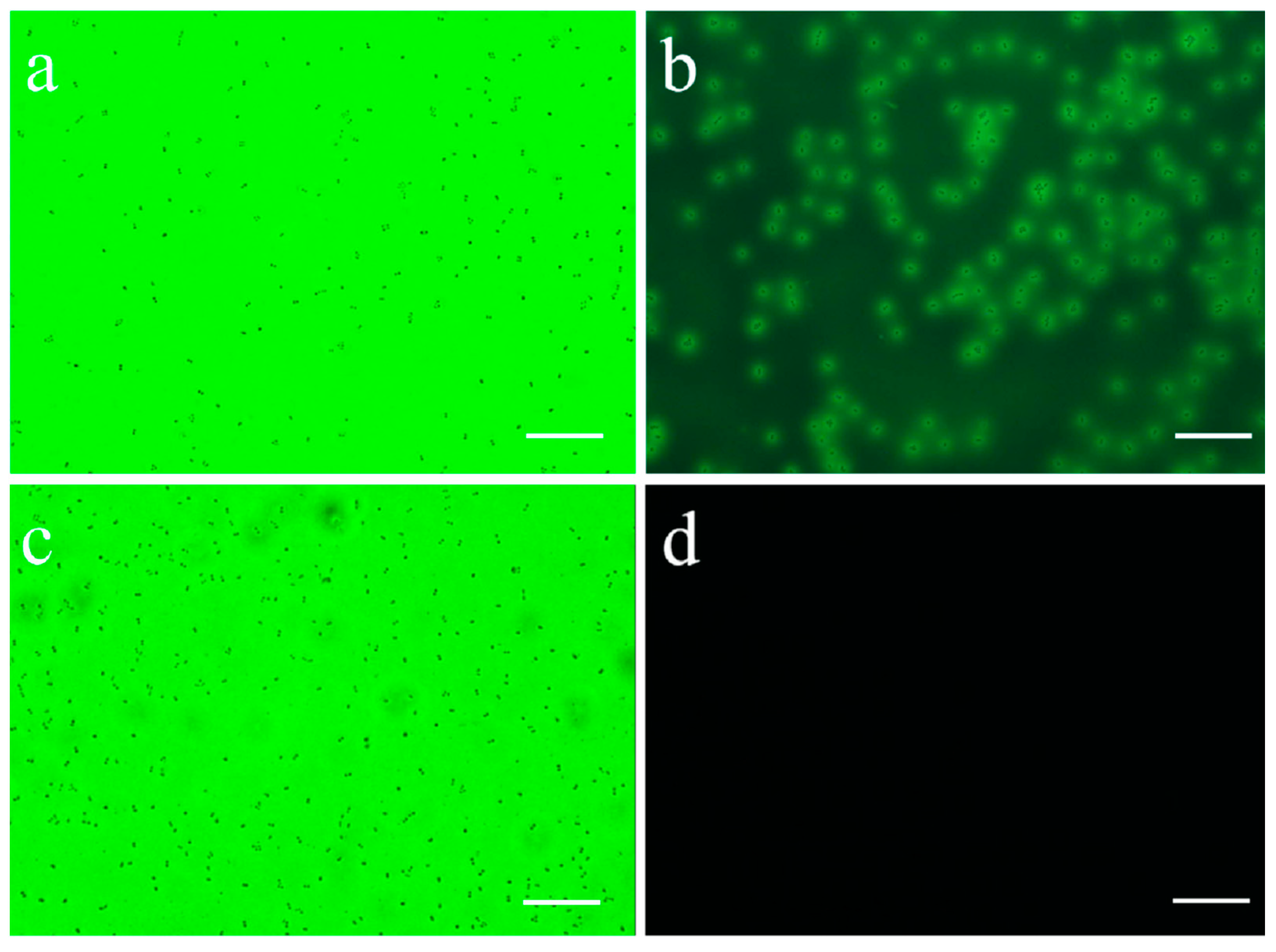 Vaccines 09 01479 g003 Vaccines 09 01479 g003