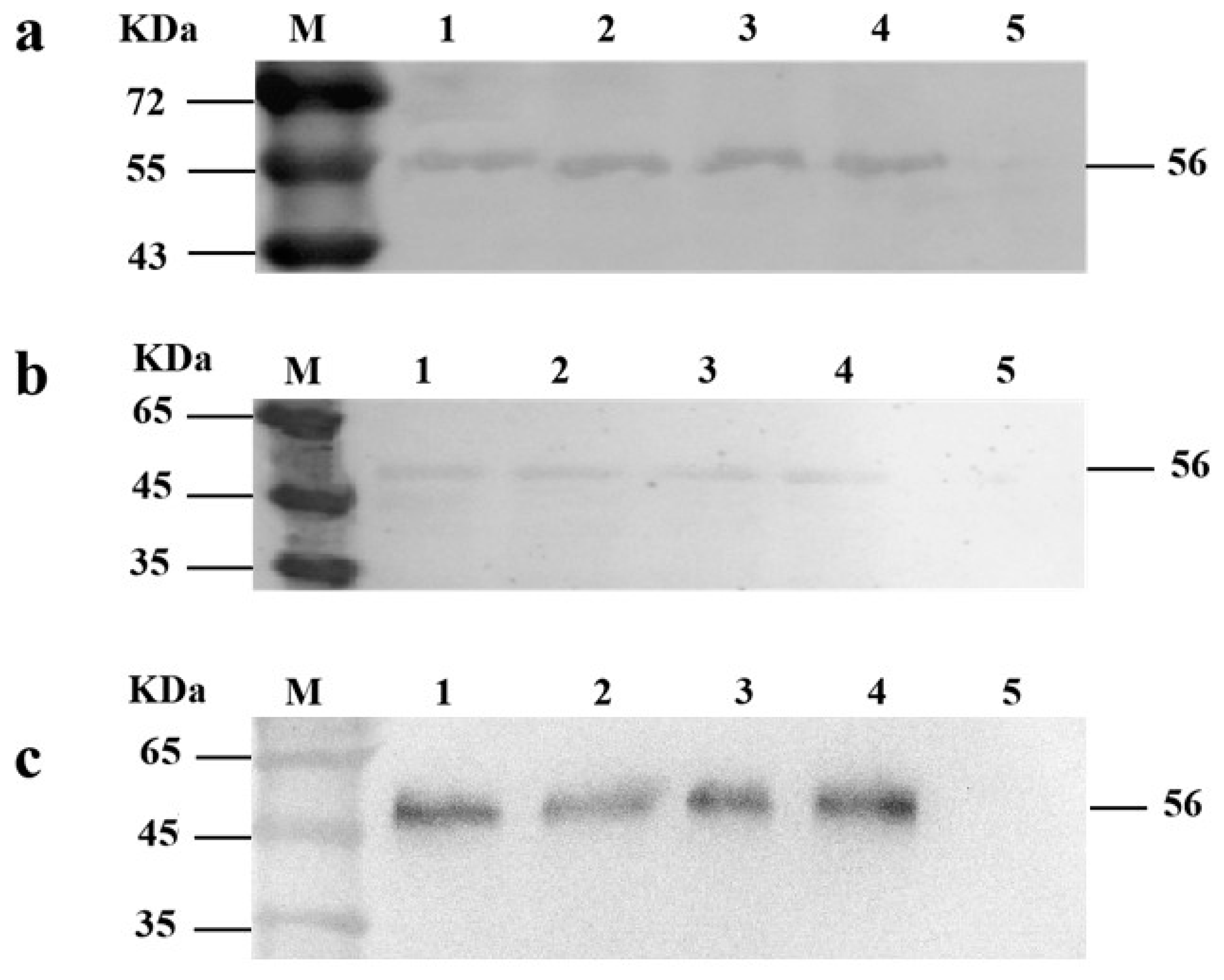 Vaccines 09 01479 g004 Vaccines 09 01479 g004