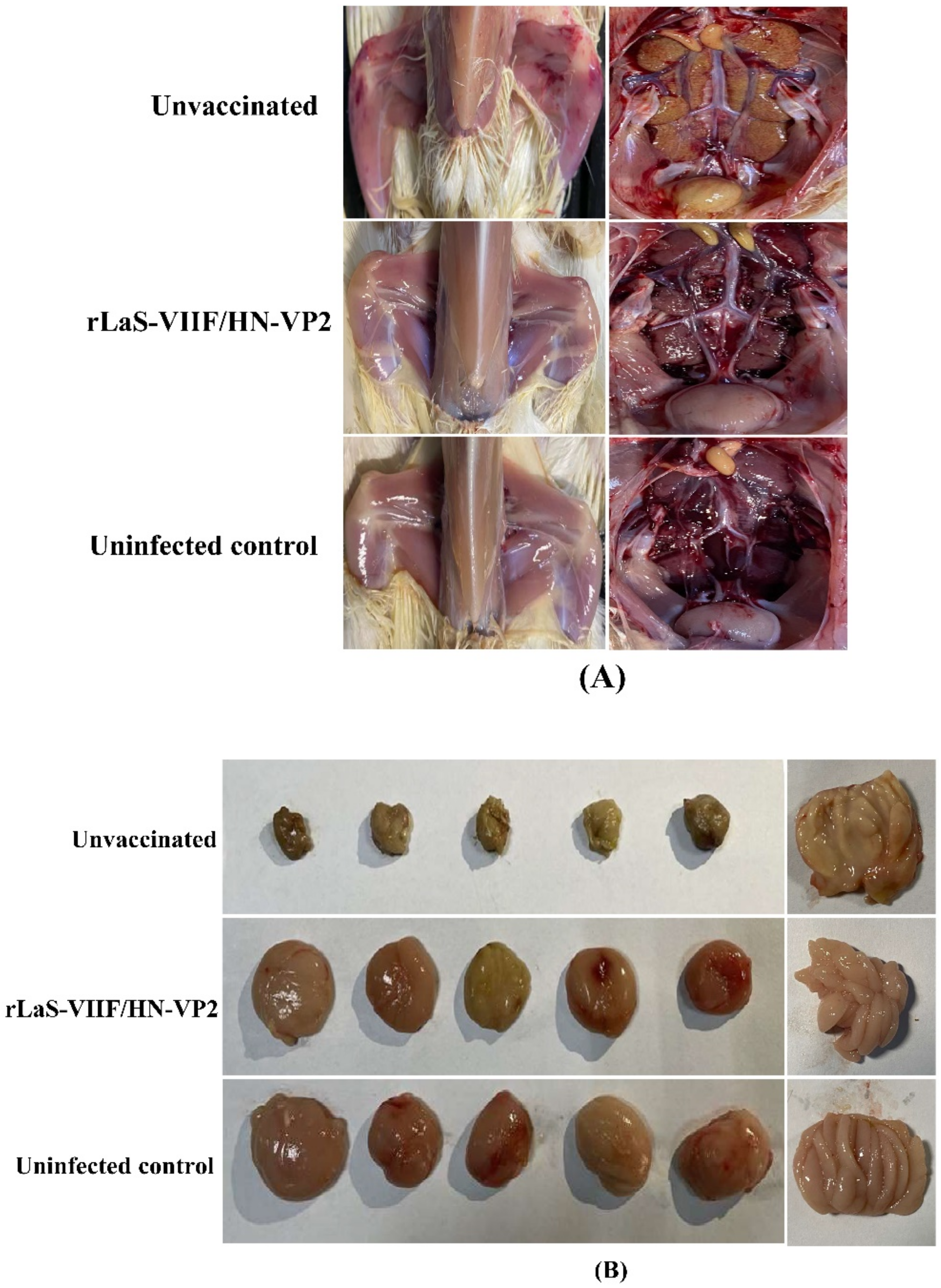 Vaccines 09 01483 g006