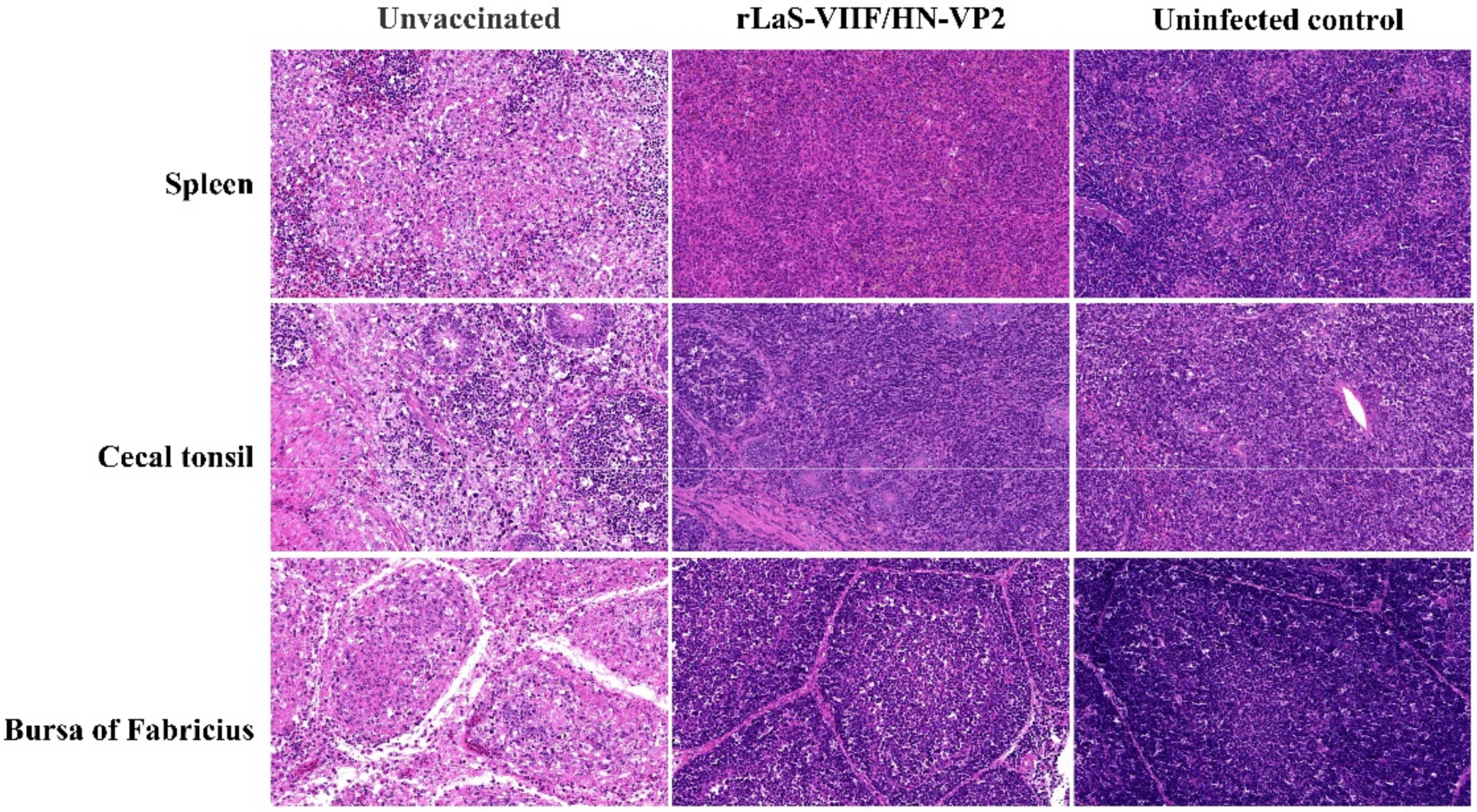 Vaccines 09 01483 g007