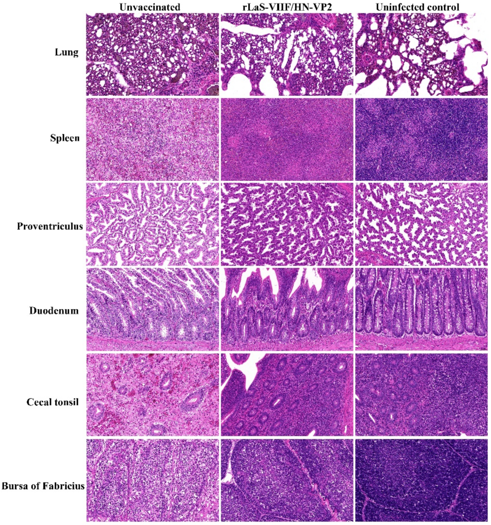 Vaccines 09 01483 g008