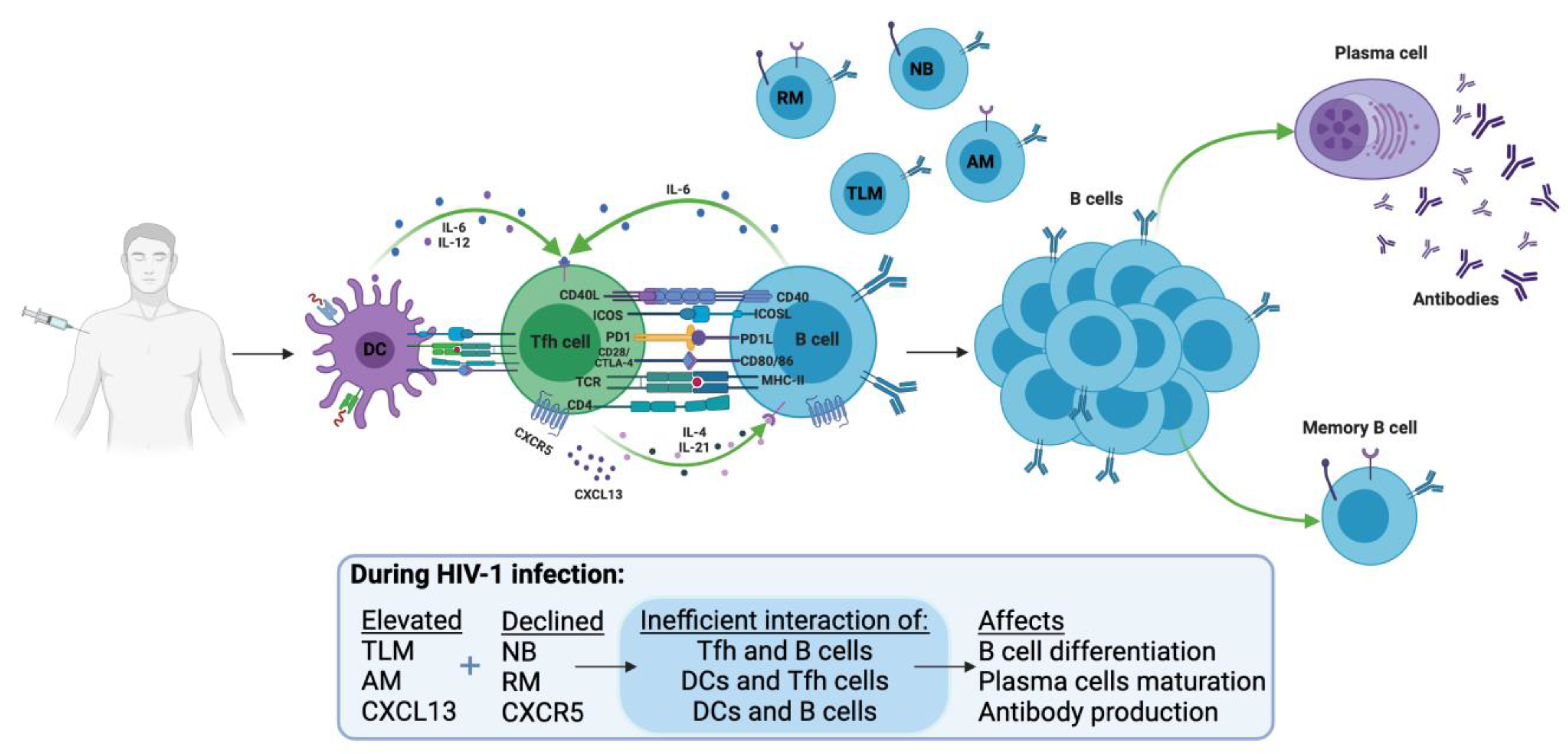 Vaccines 09 01484 g002