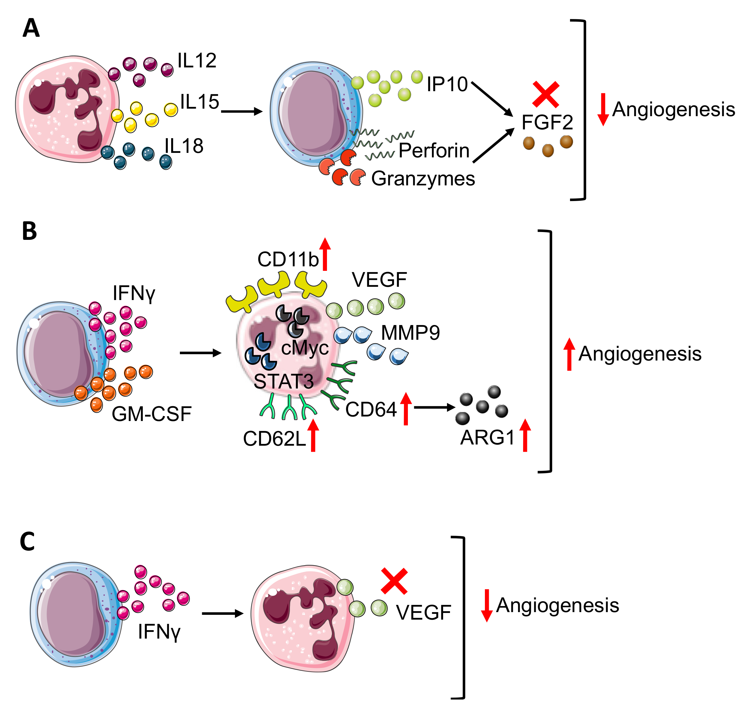 Vaccines 09 01488 g003