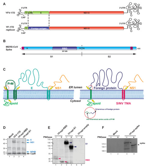 A Yellow Fever 17D Virus Replicon-Based Vaccine Platform for
