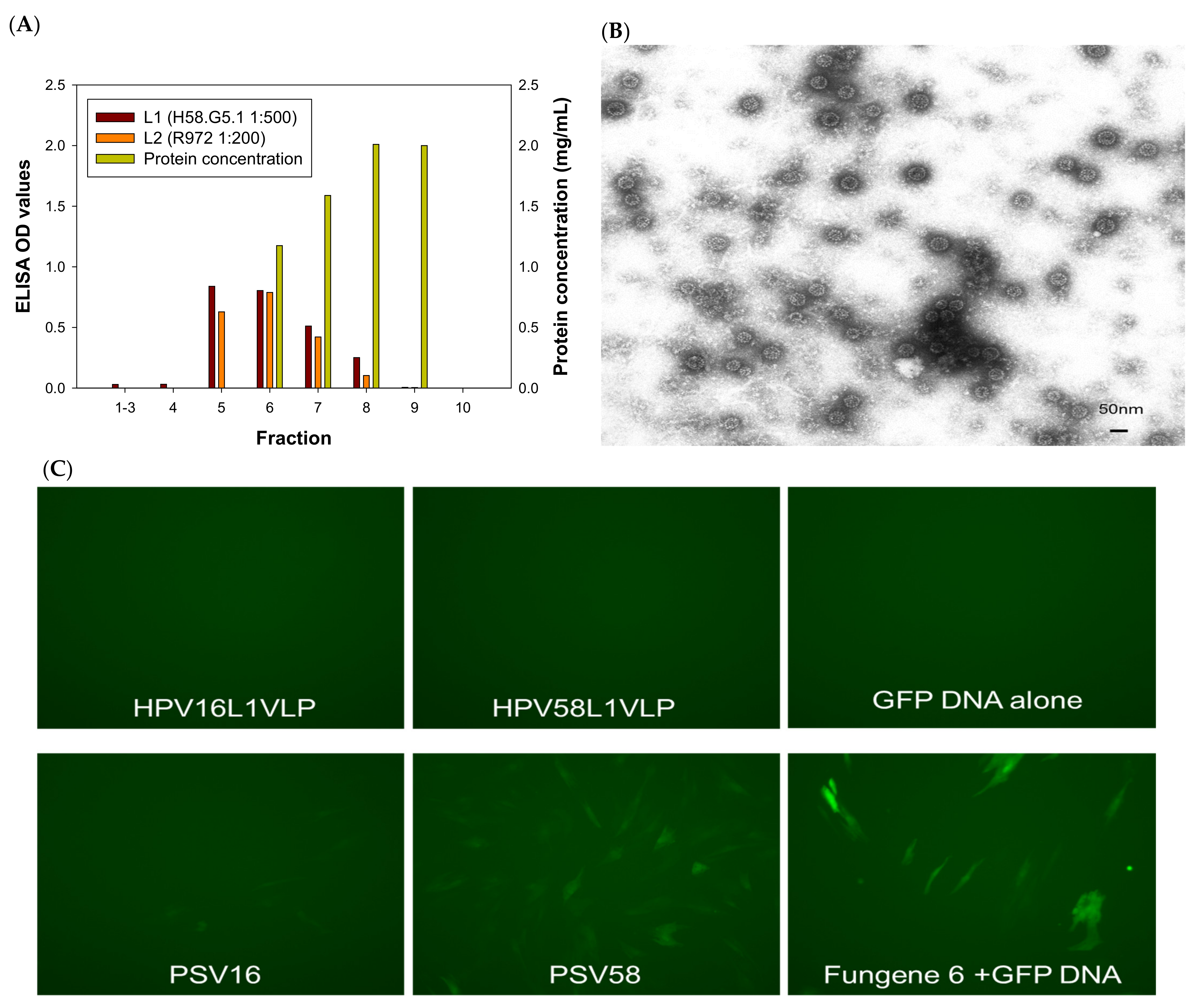 Vaccines 09 01501 g001a Vaccines 09 01501 g001a
