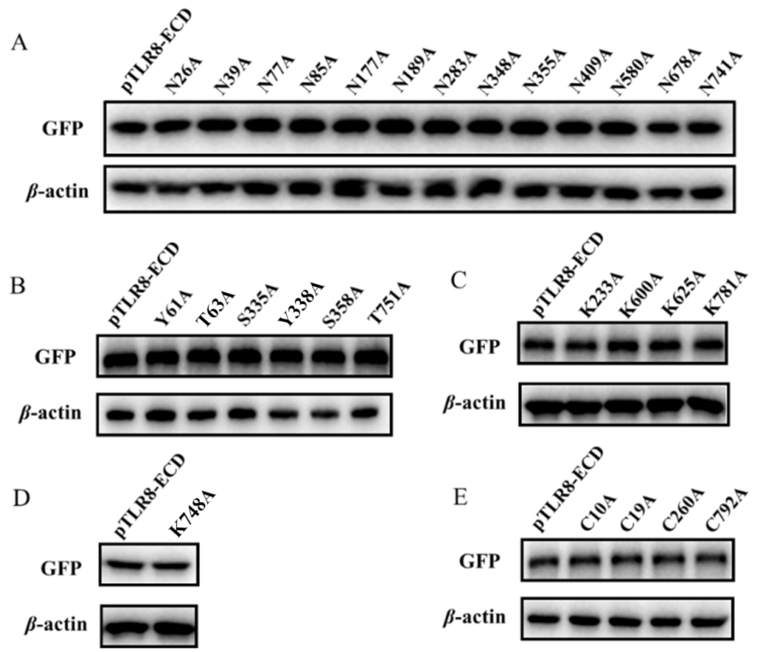 Vaccines 10 00014 g004 550