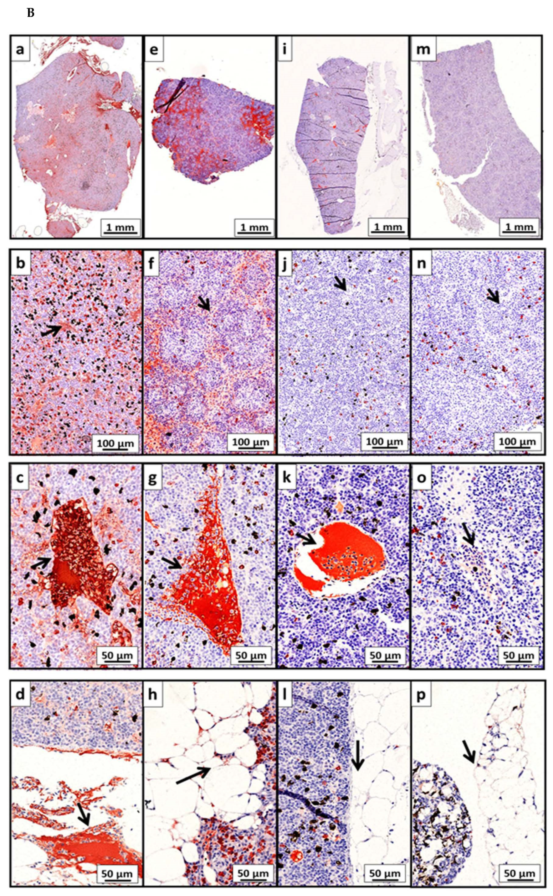 Vaccines 10 00016 g008b 550