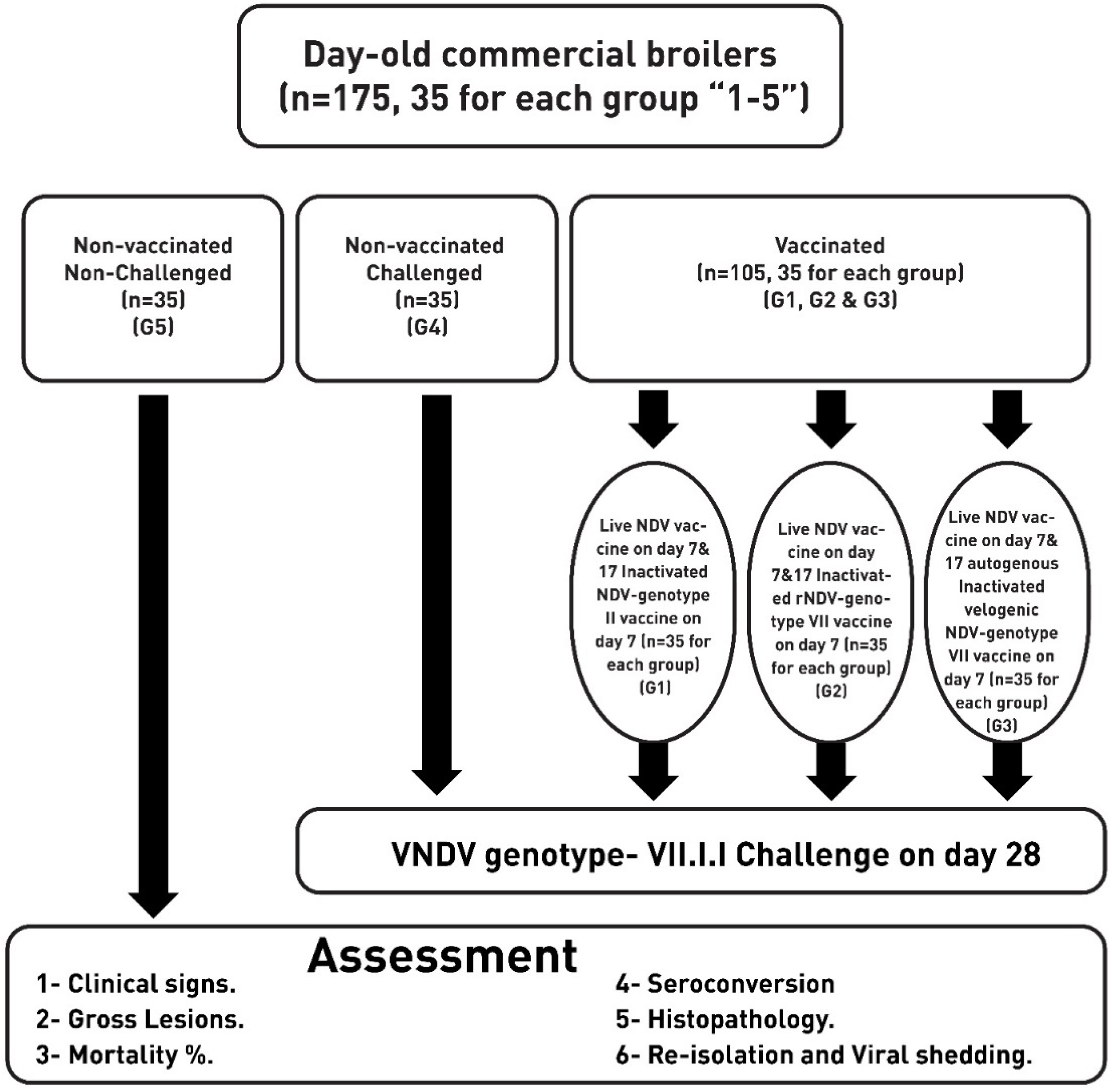 Vaccines Free FullText Efficacy of the Newcastle Disease Virus