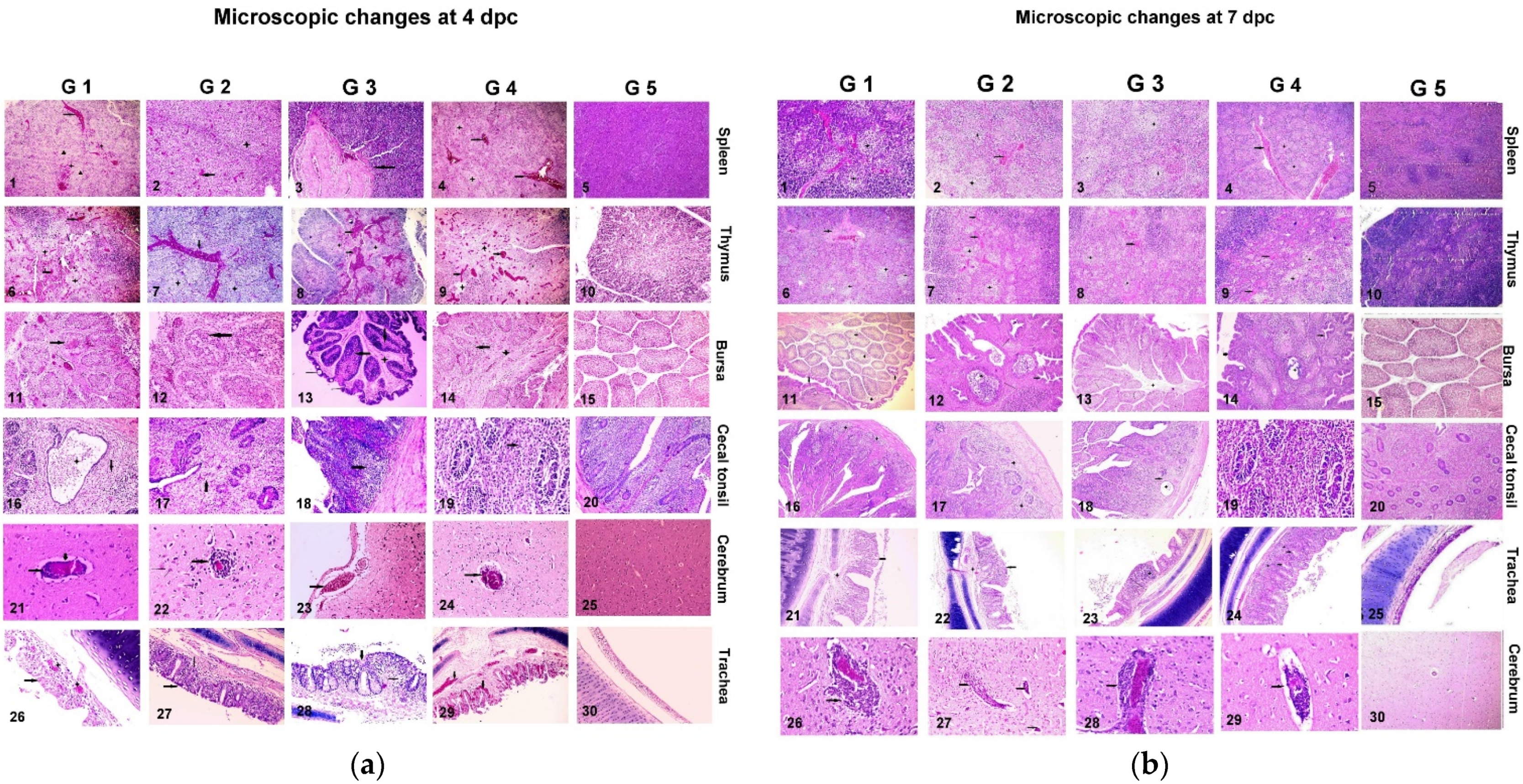 Vaccines 10 00029 g005