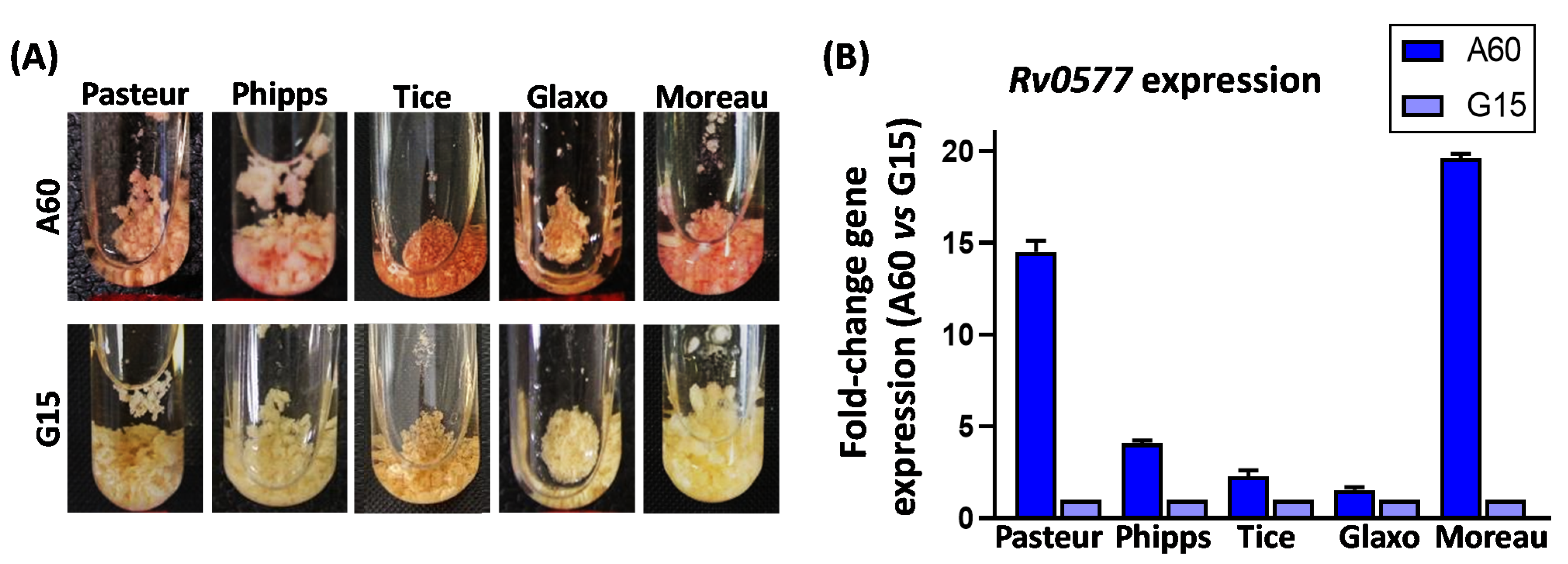Vaccines 10 00040 g002 Vaccines 10 00040 g002