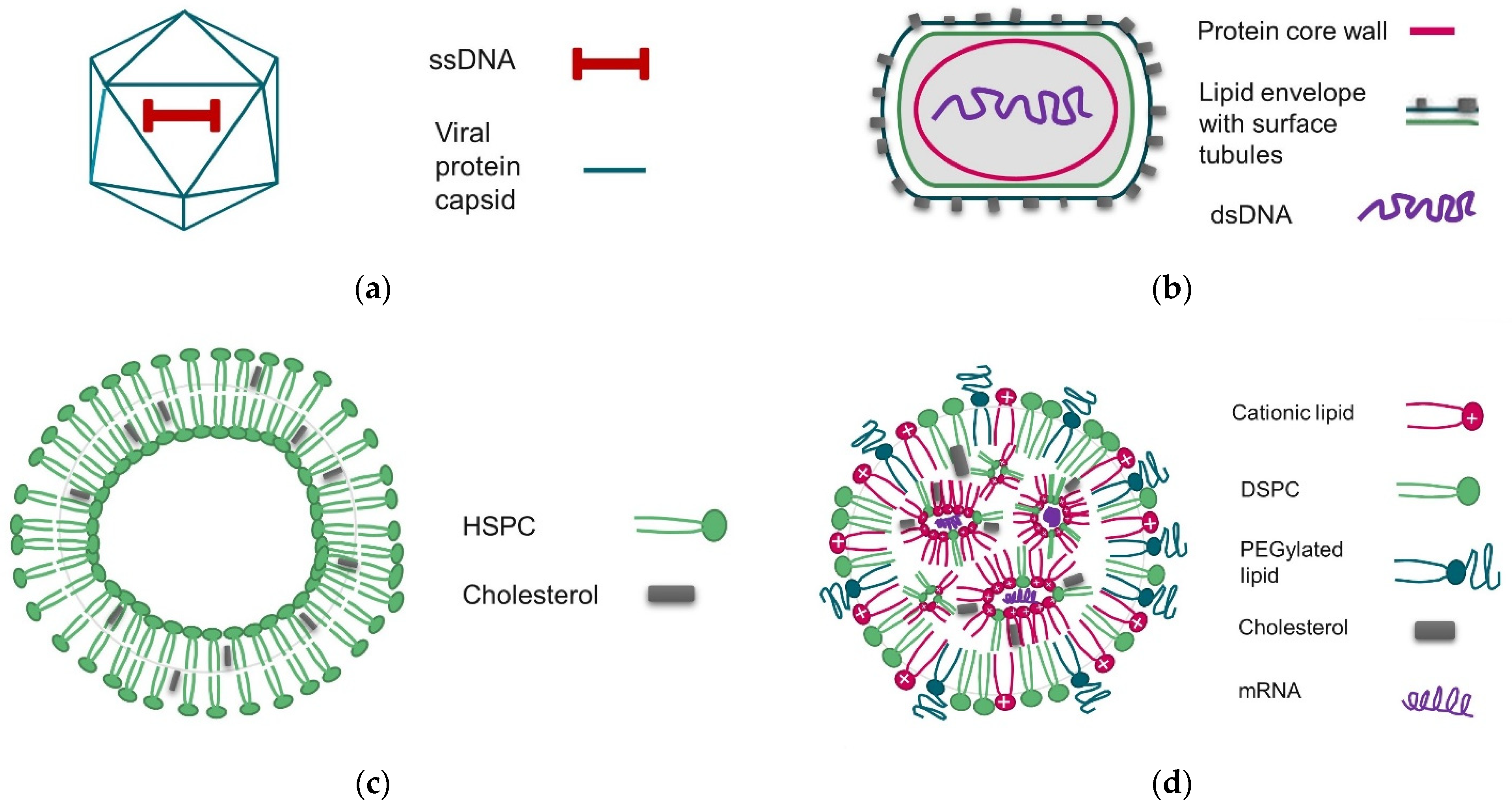 Vaccines 10 00049 g001 Vaccines 10 00049 g001