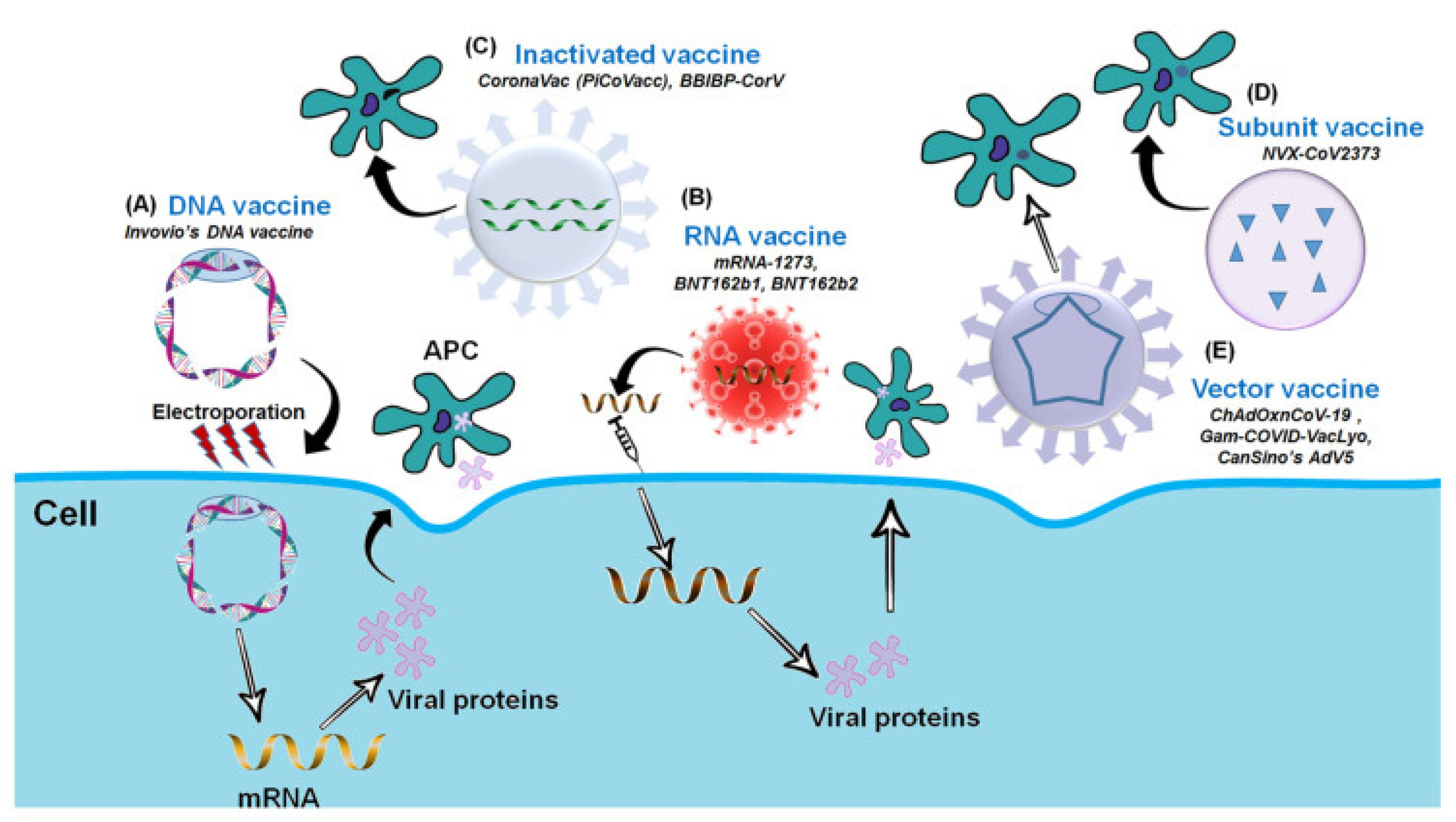 Vaccines 10 00082 g003 550