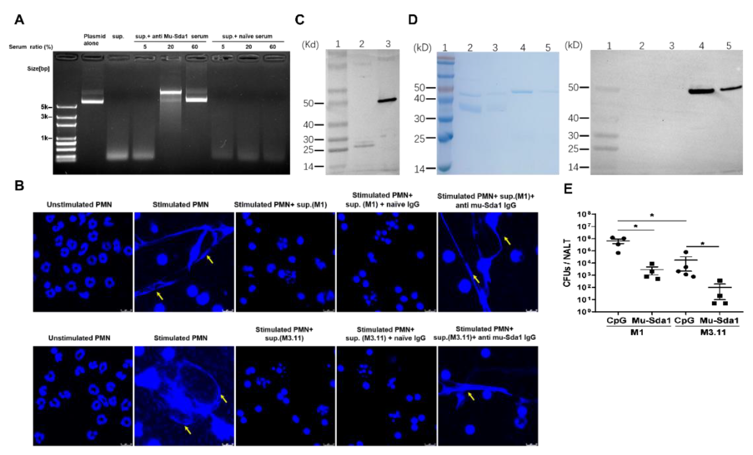Vaccines 10 00102 g005 Vaccines 10 00102 g005
