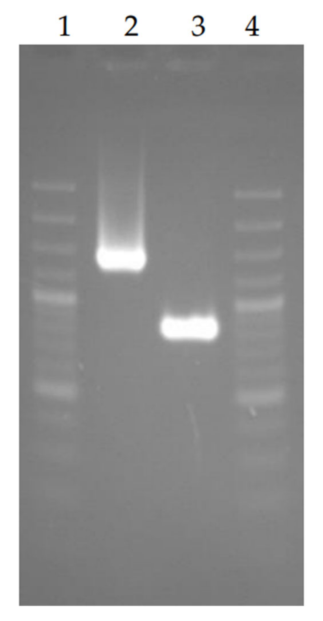 Vaccines 10 00108 g002 Vaccines 10 00108 g002