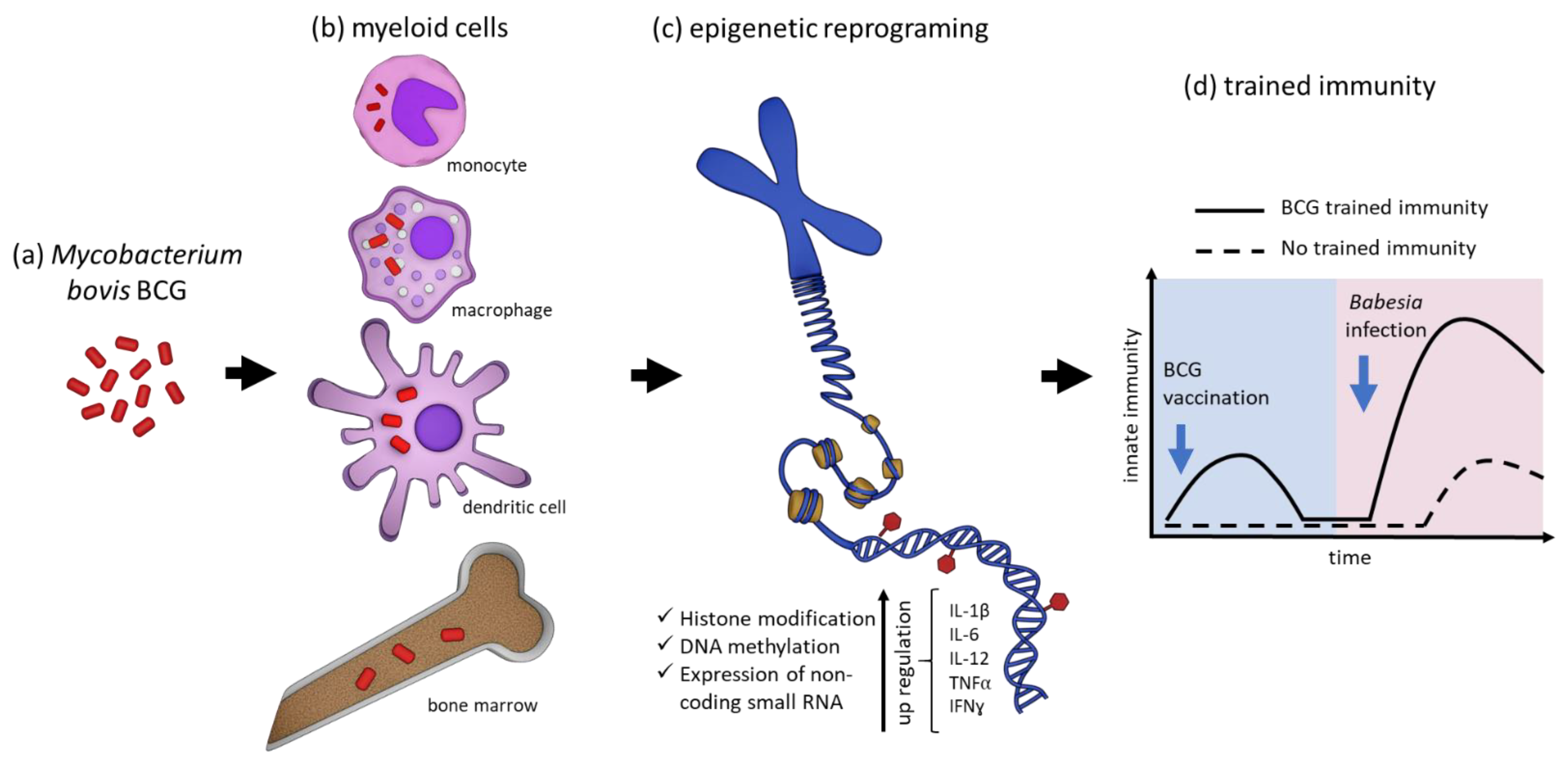 Vaccines 10 00123 g001