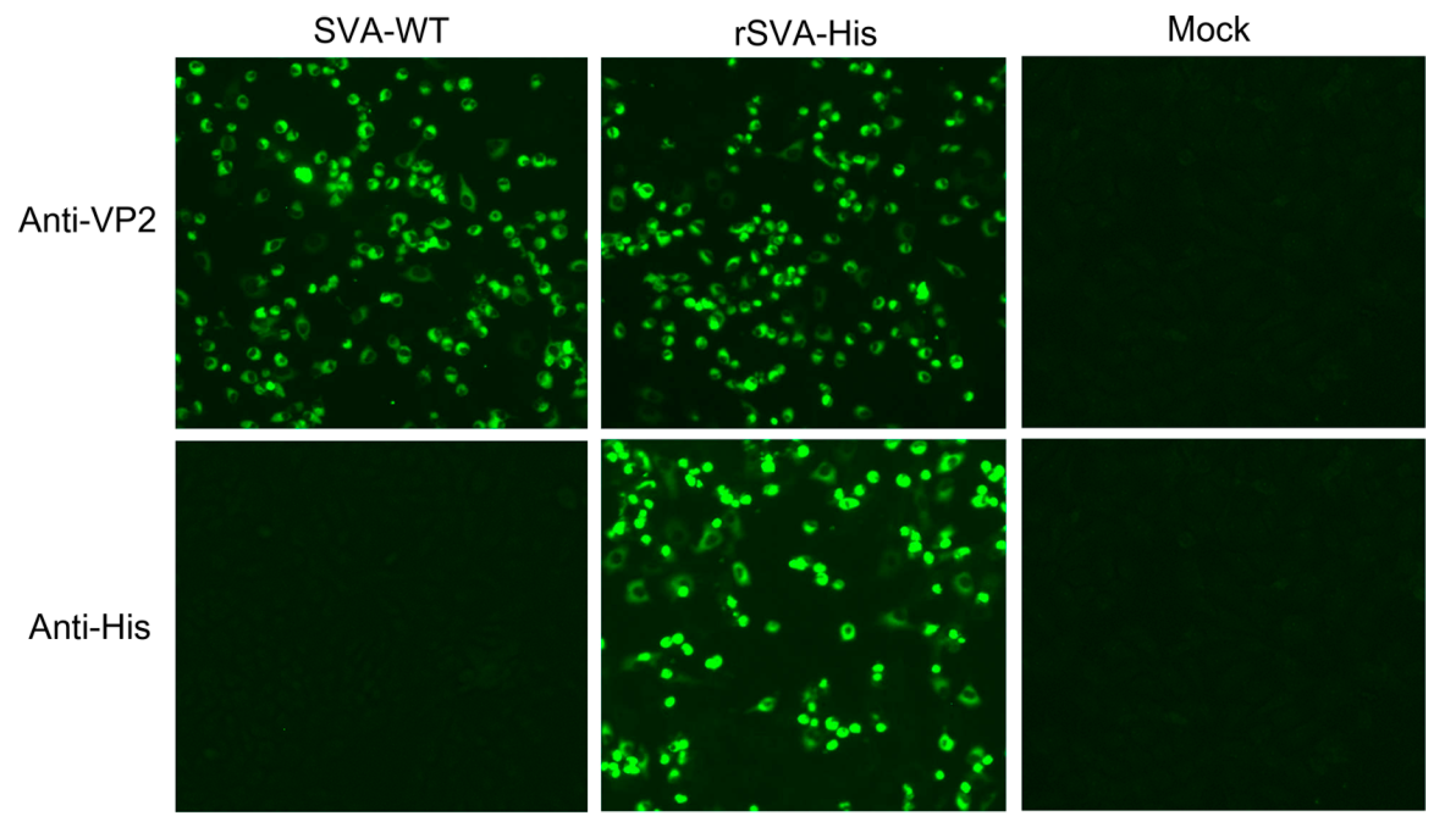 Vaccines 10 00170 g002 550