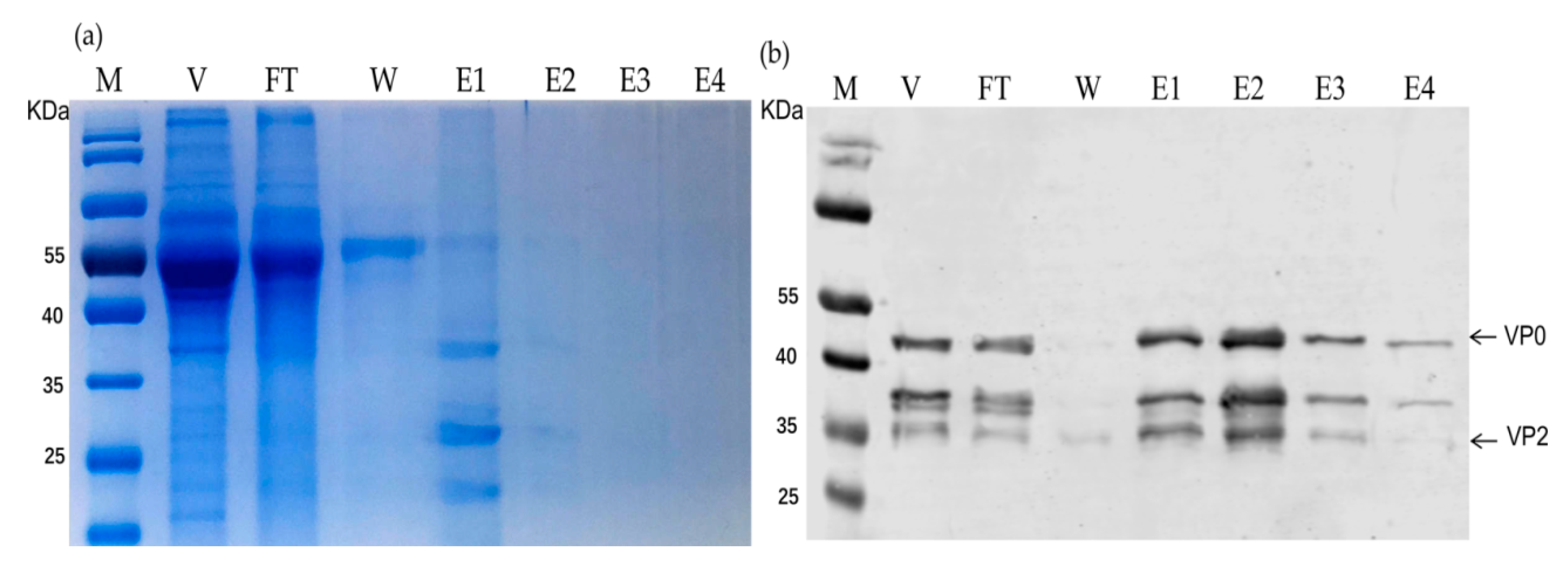 Vaccines 10 00170 g004 550