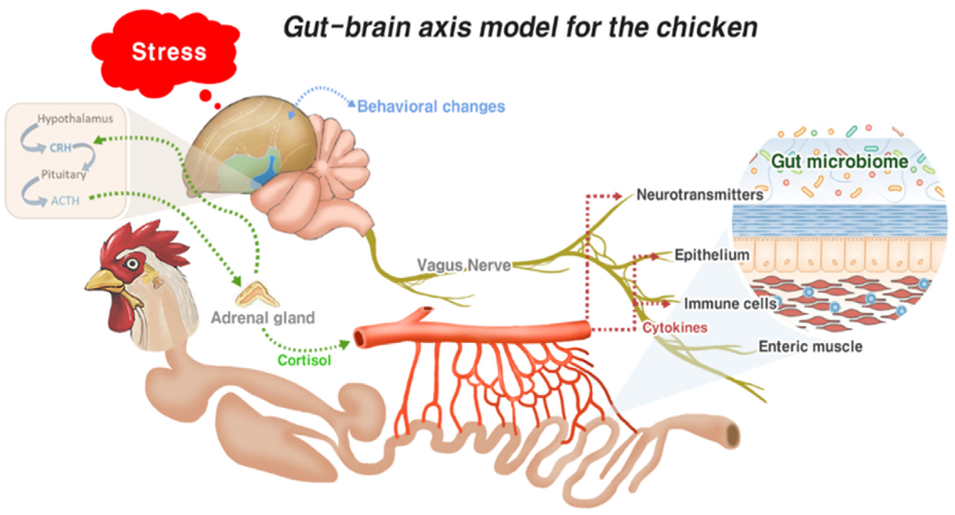 The real efficacy of Chicken Gizzard Lining: Why it is so good for digestion and kids.