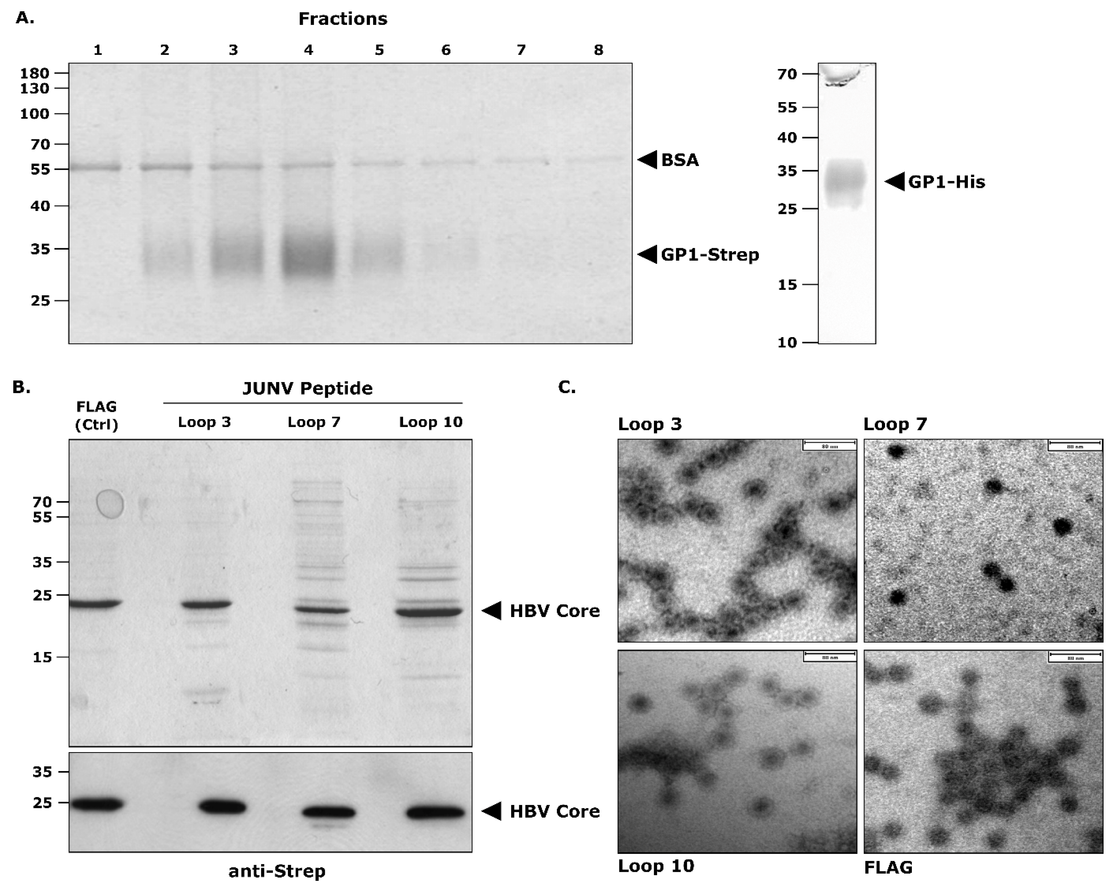 Vaccines 10 00173 g002