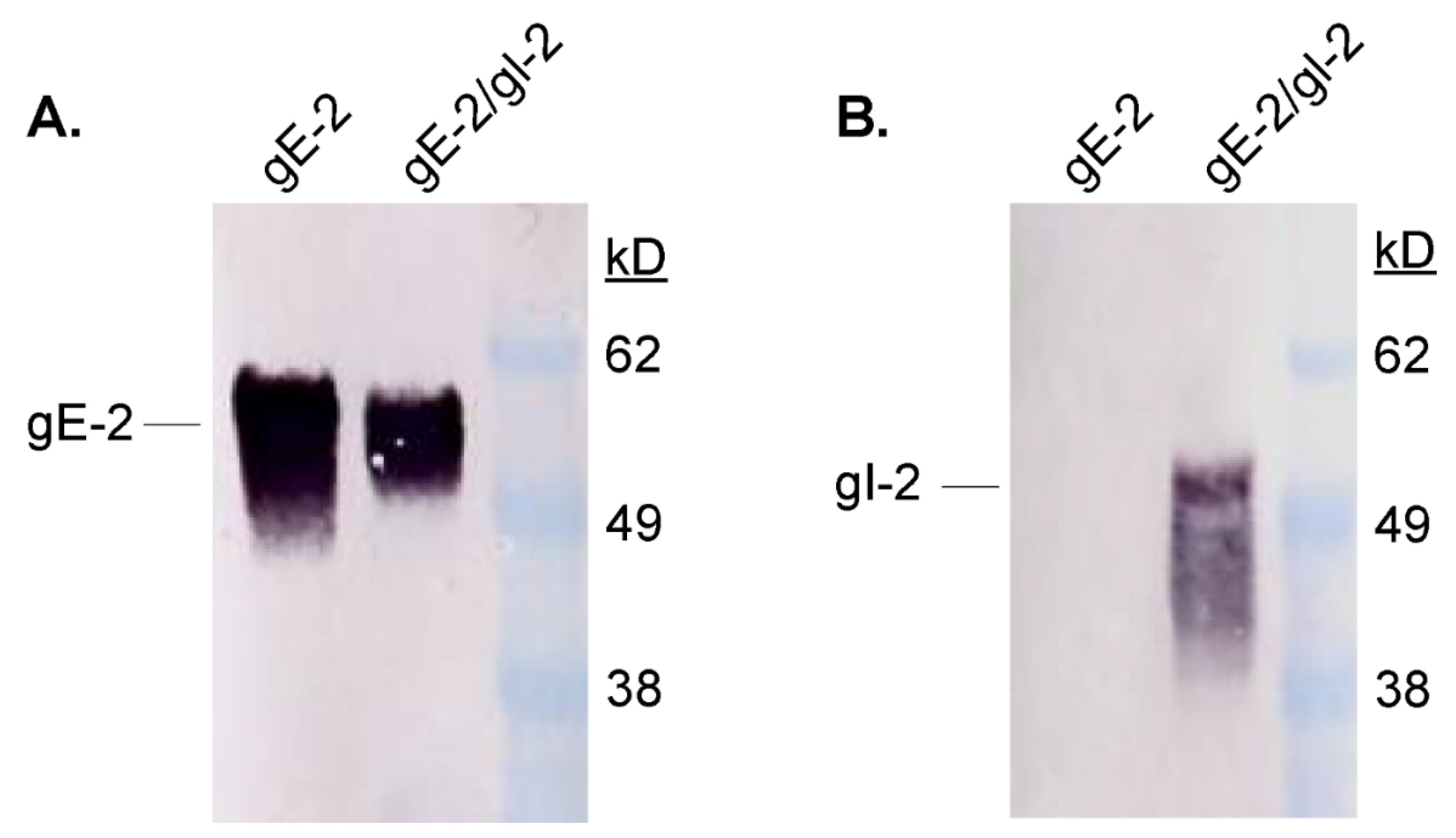 Vaccines 10 00184 g002