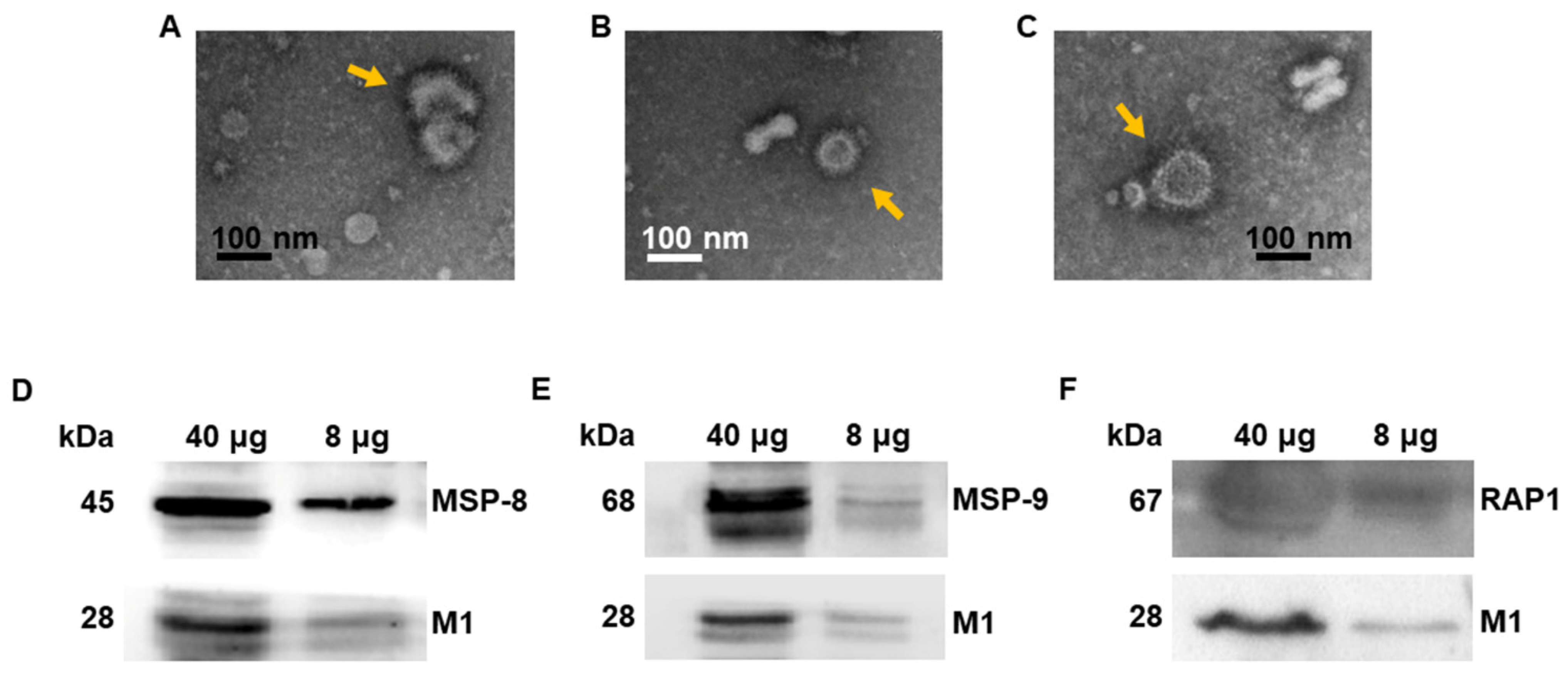 Vaccines 10 00203 g001