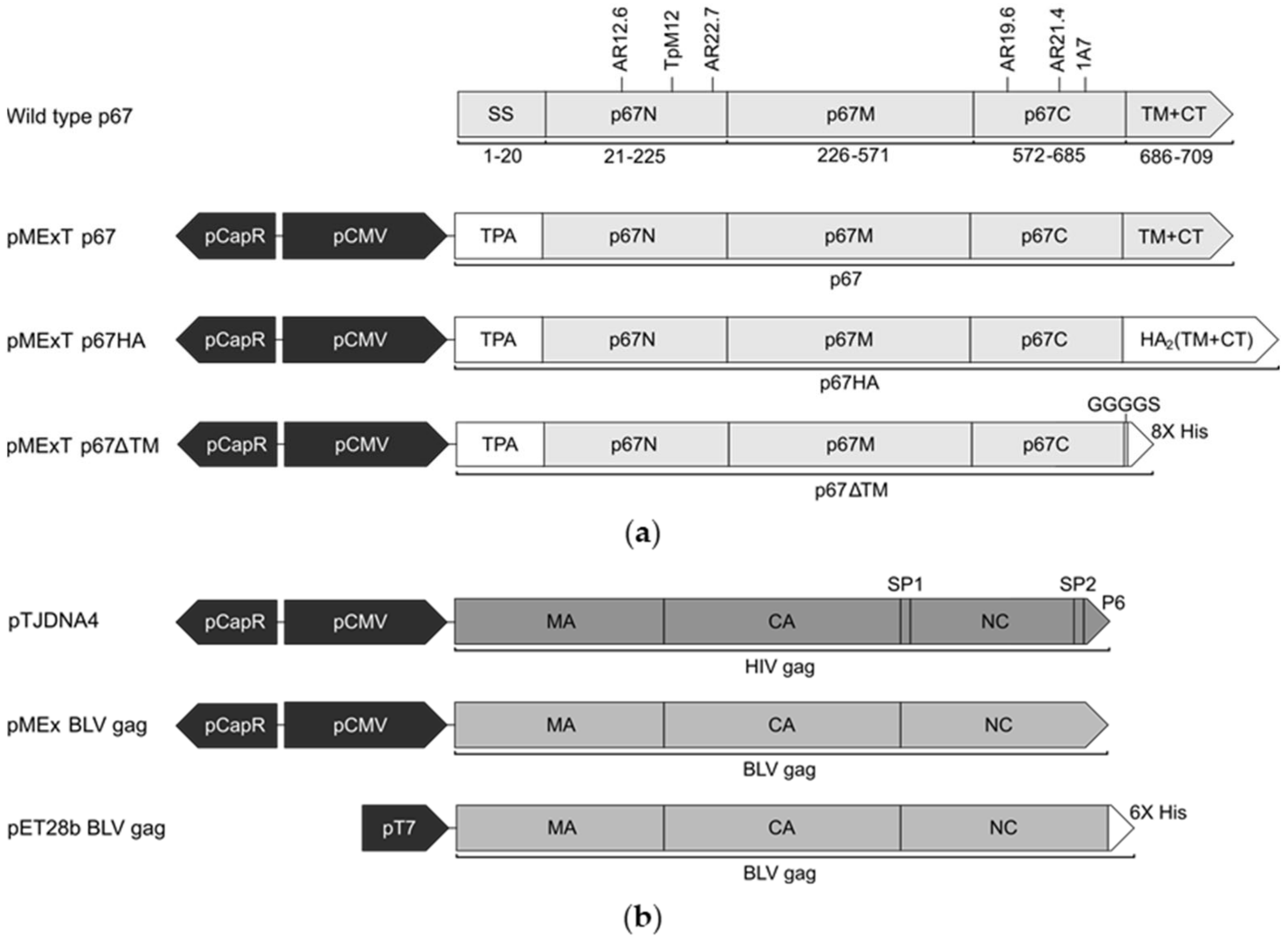 Vaccines 10 00210 g001 Vaccines 10 00210 g001