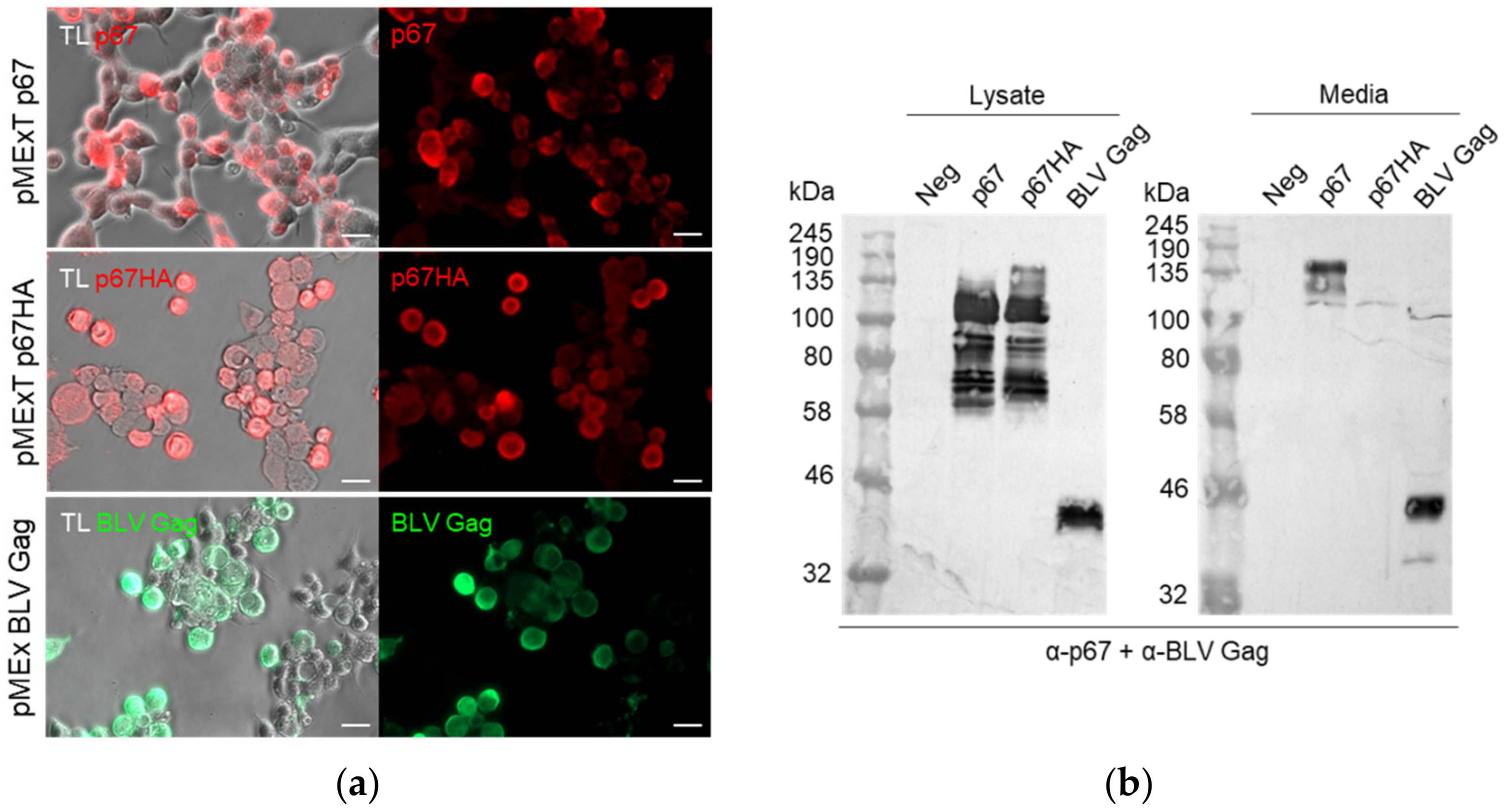 Vaccines 10 00210 g002 Vaccines 10 00210 g002