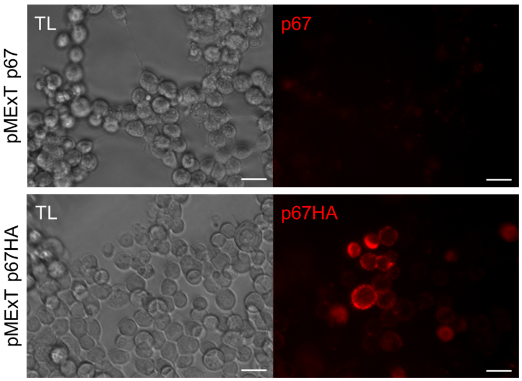 Vaccines 10 00210 g003 Vaccines 10 00210 g003