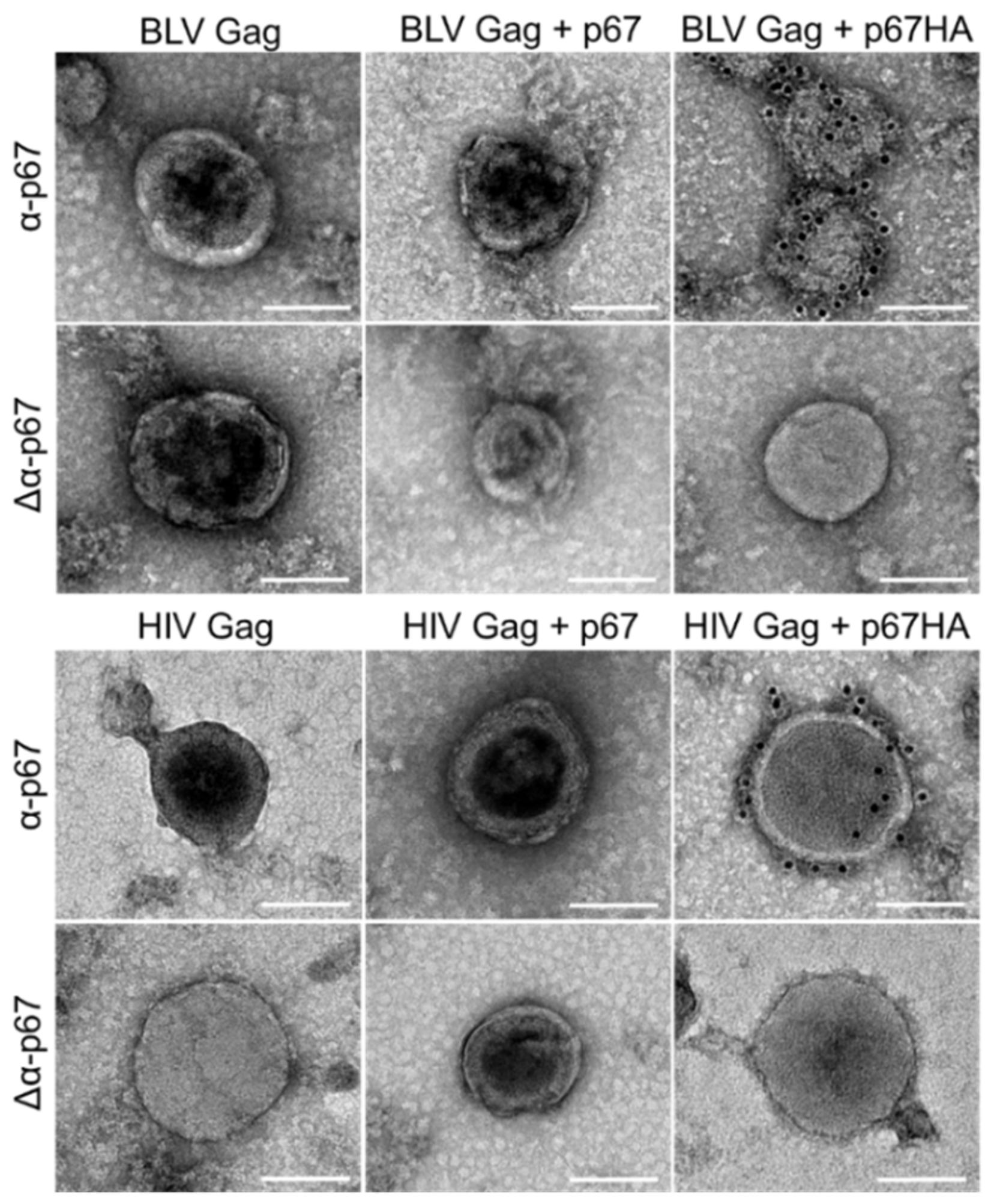 Vaccines 10 00210 g004 Vaccines 10 00210 g004