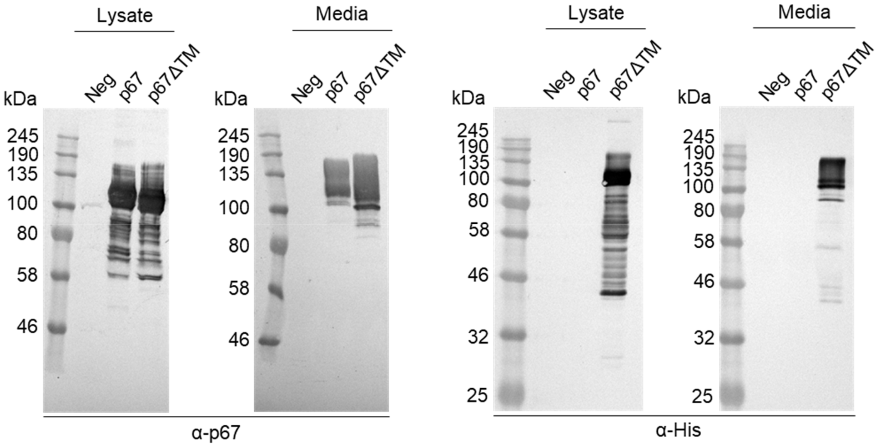 Vaccines 10 00210 g005 Vaccines 10 00210 g005