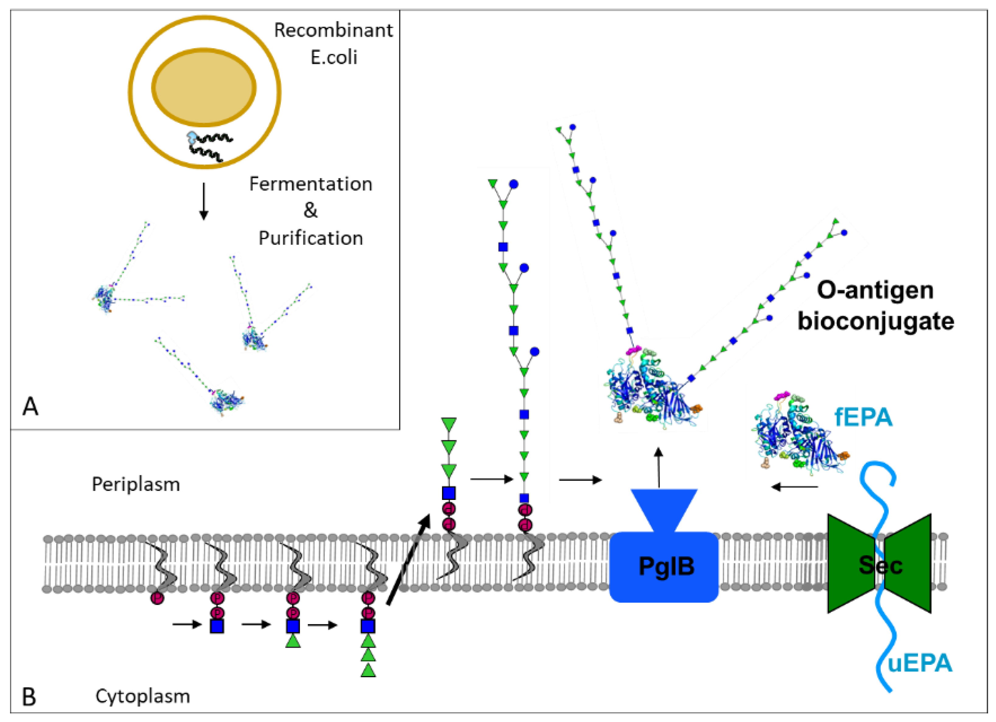 Vaccines 10 00212 g001