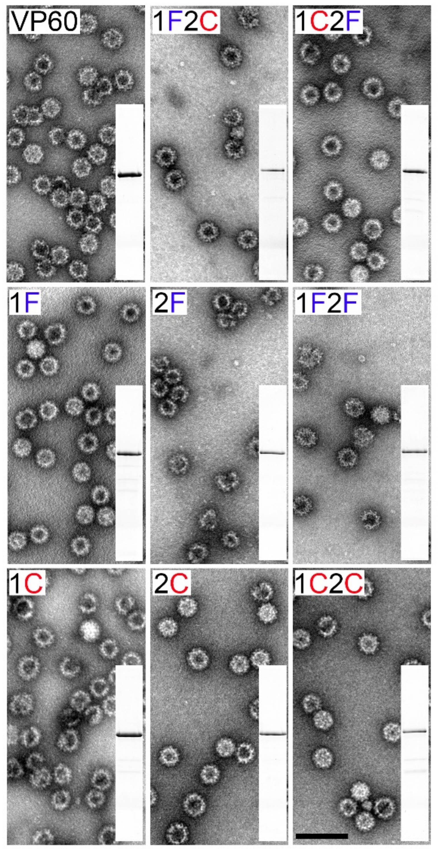 Vaccines 10 00229 g003
