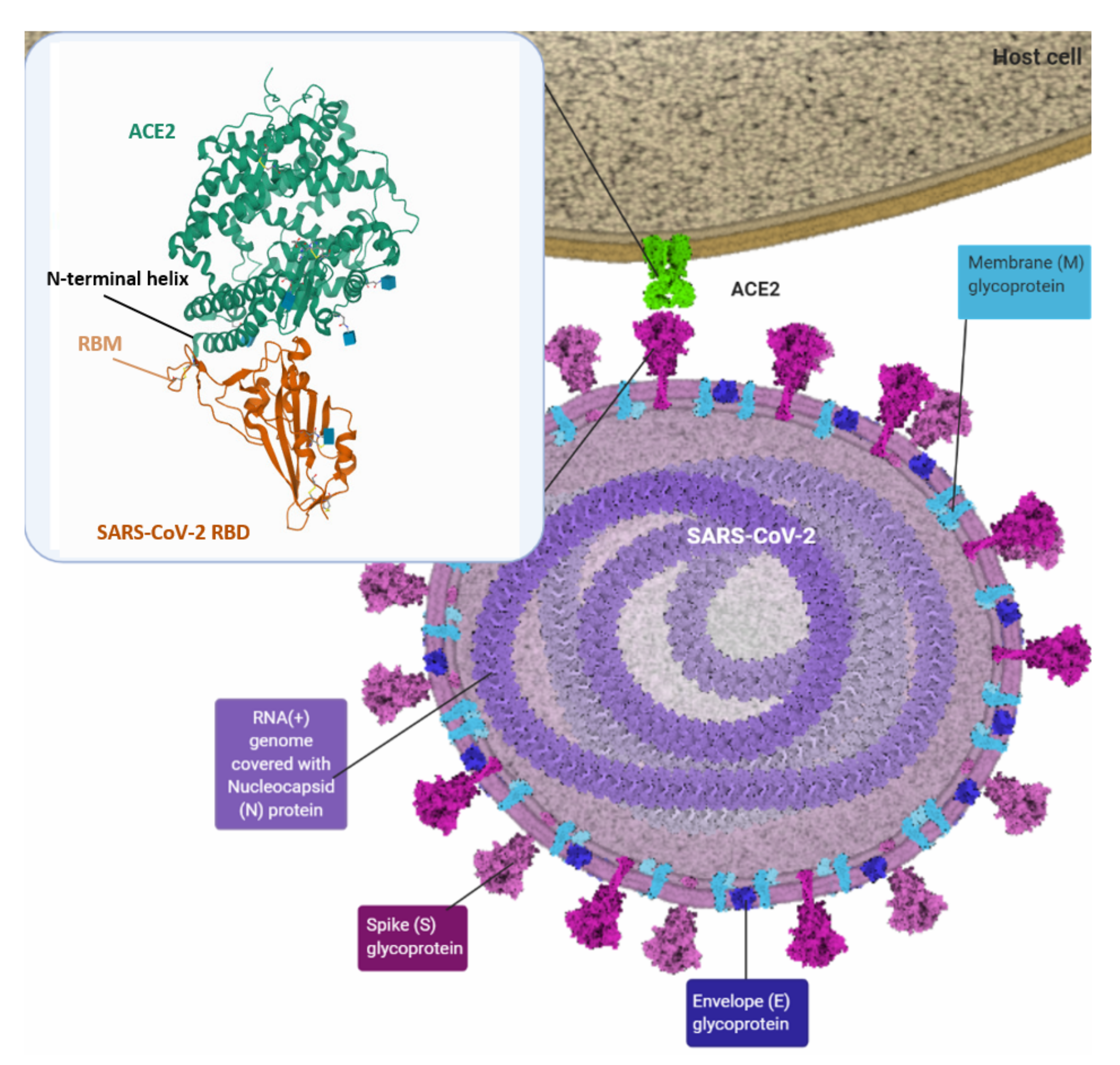 Vaccines 10 00236 g001