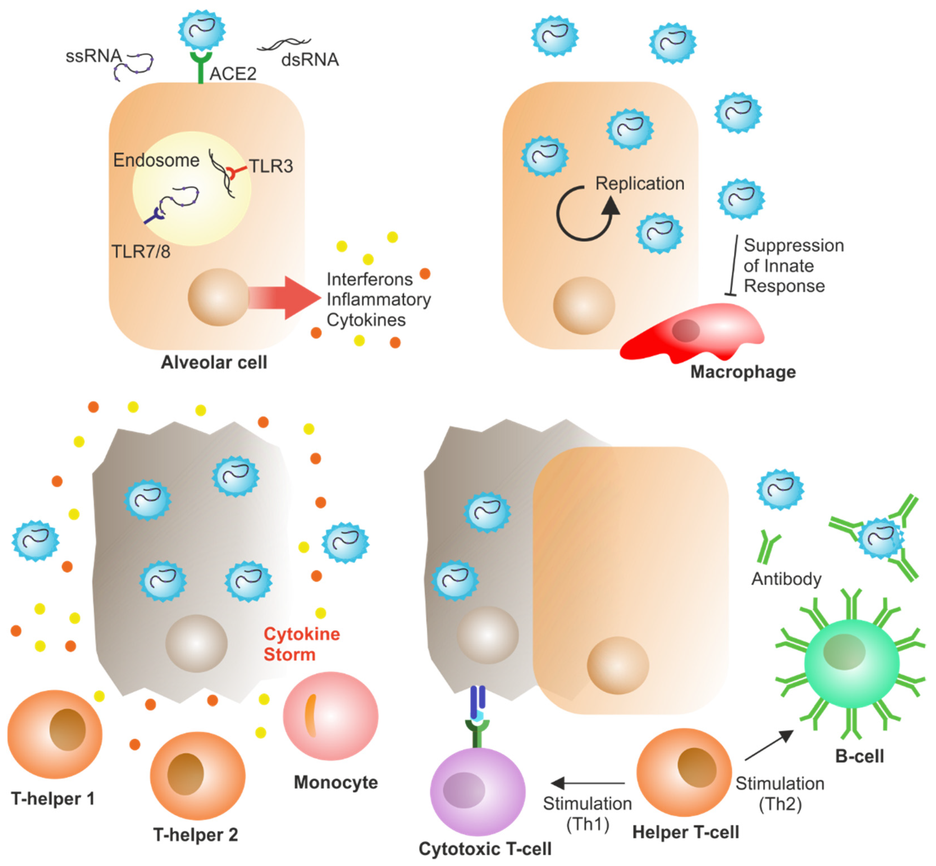 Vaccines 10 00242 g001 550