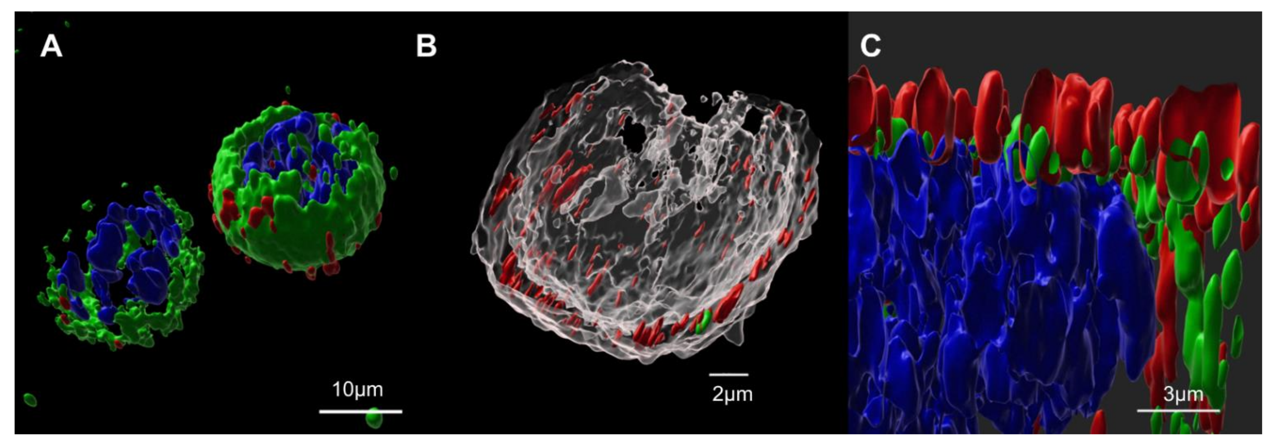 Vaccines 10 00250 g001 550