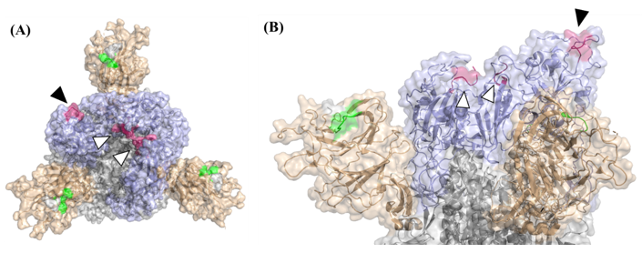 Vaccines 10 00251 g003