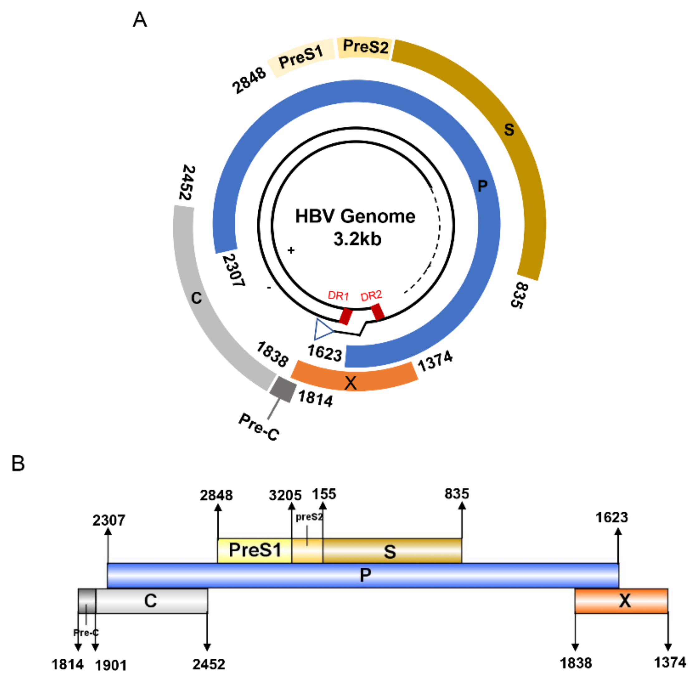 Vaccines | Free Full-Text | A Systematic Review of T Cell Epitopes
