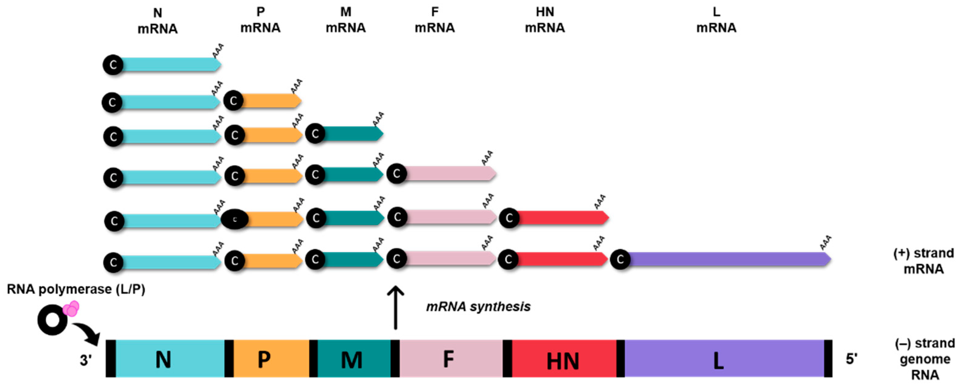 Vaccines 10 00259 g002 Vaccines 10 00259 g002